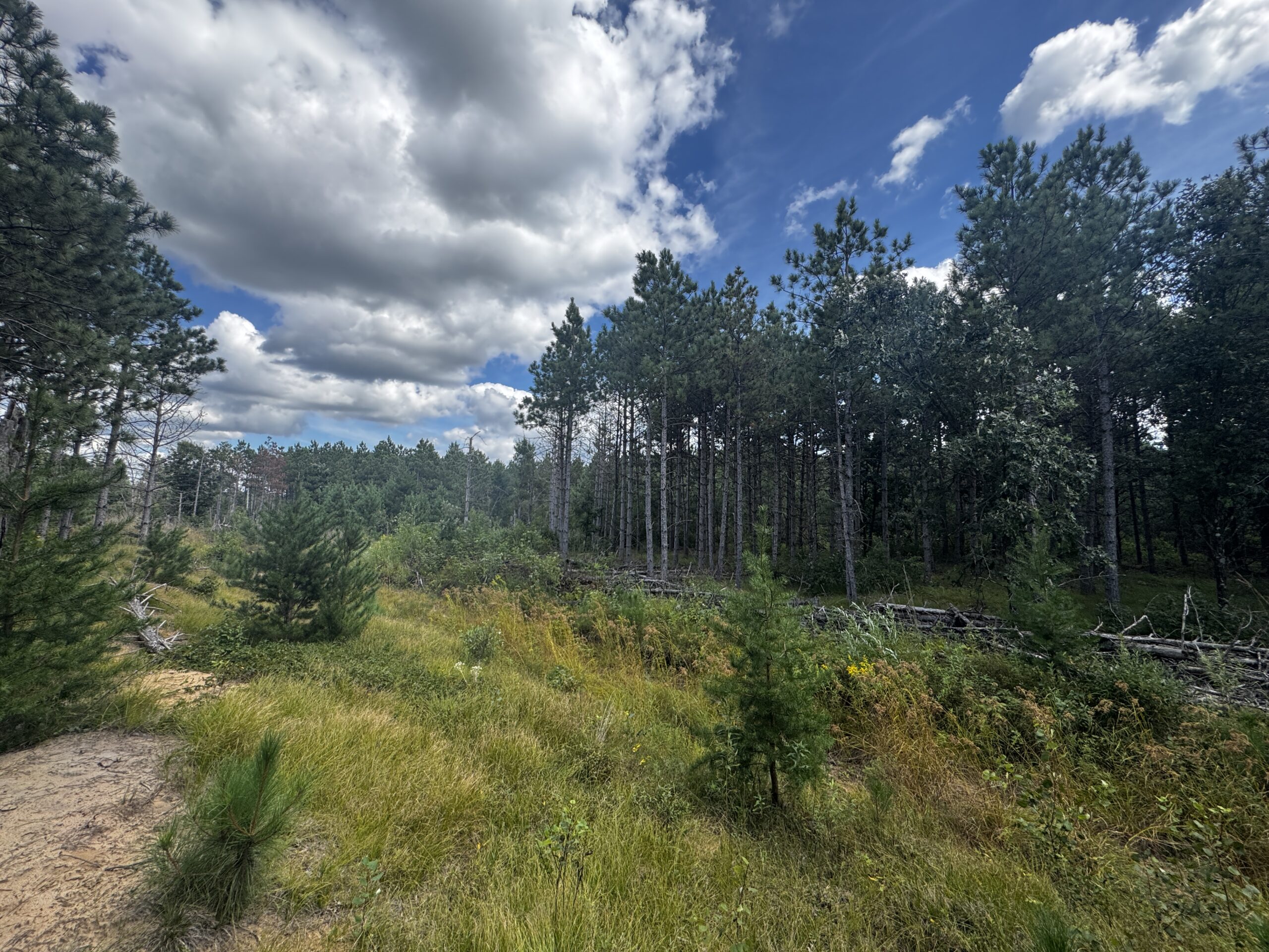 40-acre timber tract in Adams County
