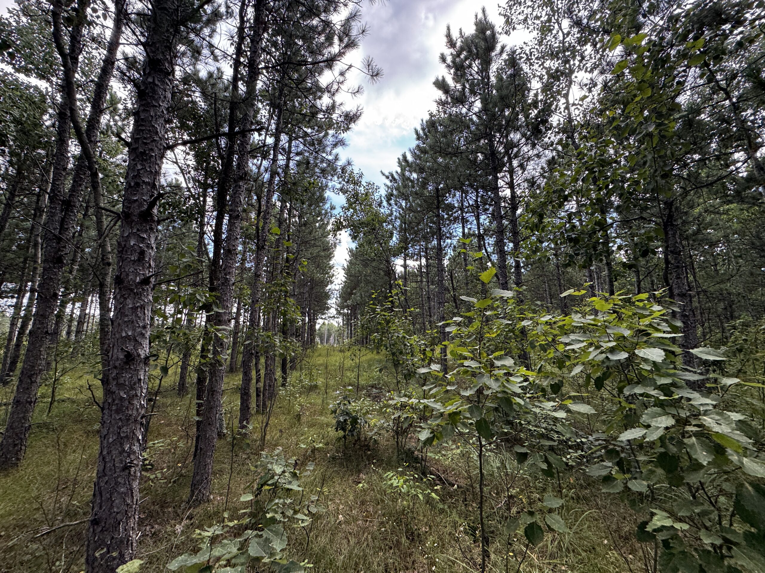 80-acre timber tract in Adams County