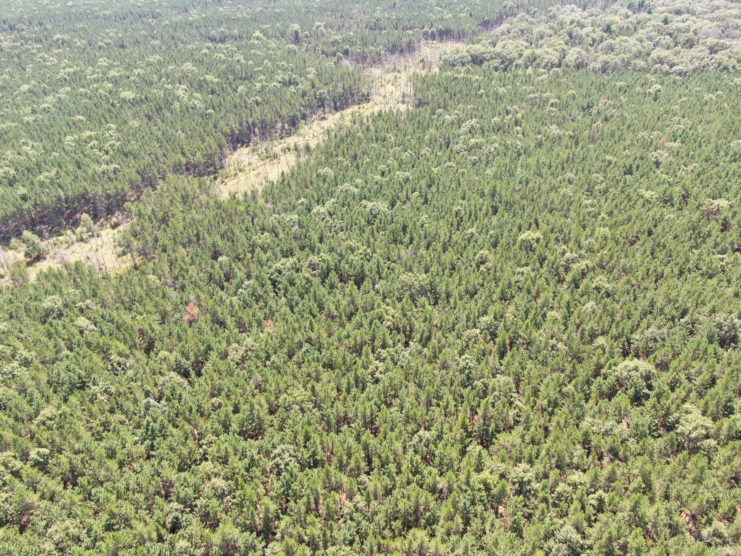 40-acre timbered tract in the Town of Big Flats