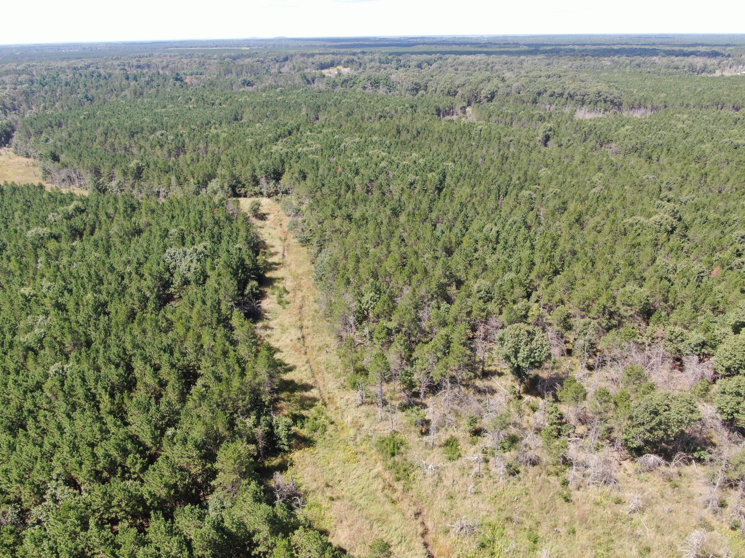 80-acre timber tract in the Town of Big Flats
