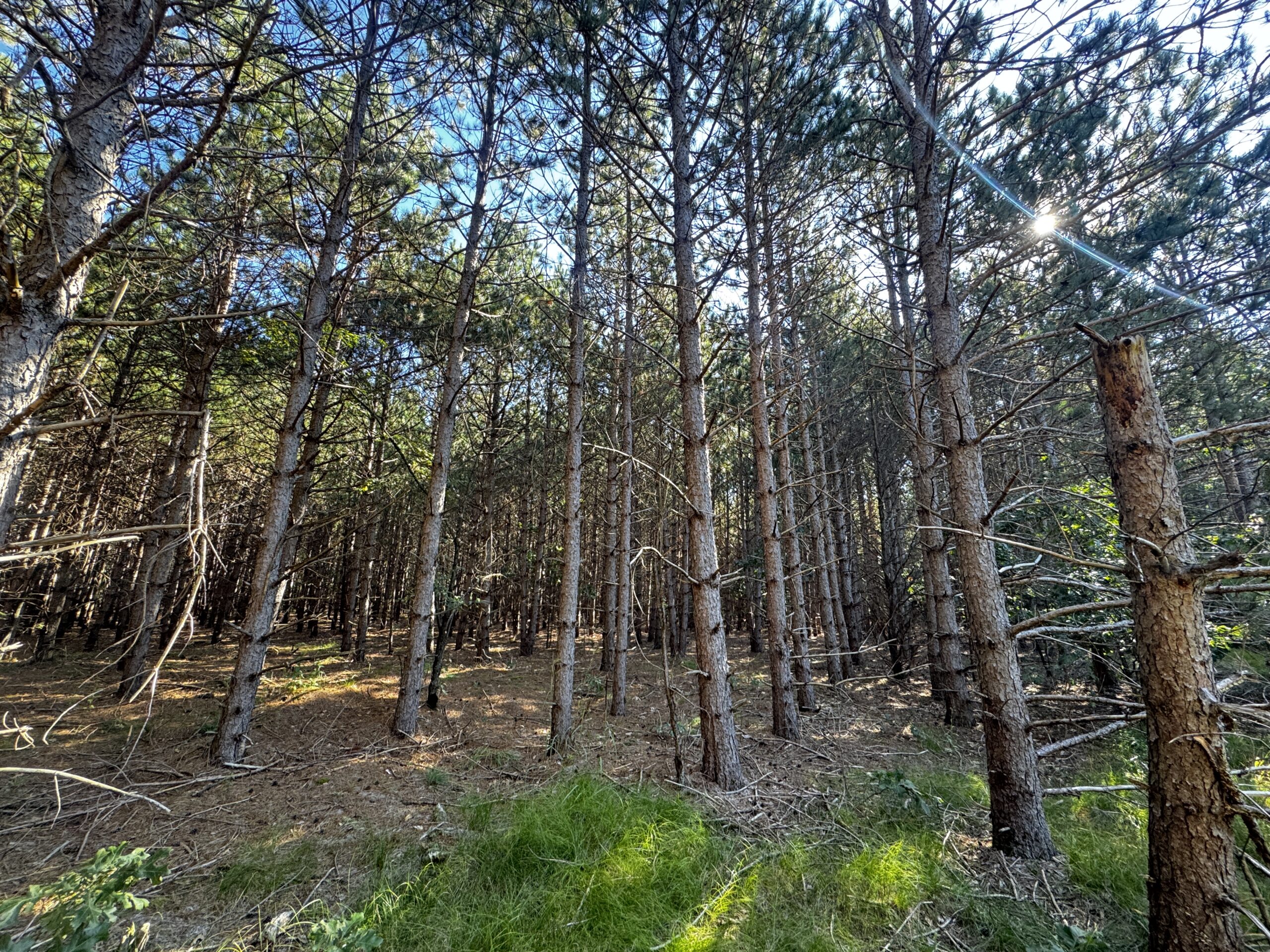 80-acre timber tract in Adams County