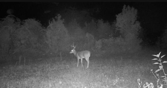 40 Acres Beauregaurd Parish LA