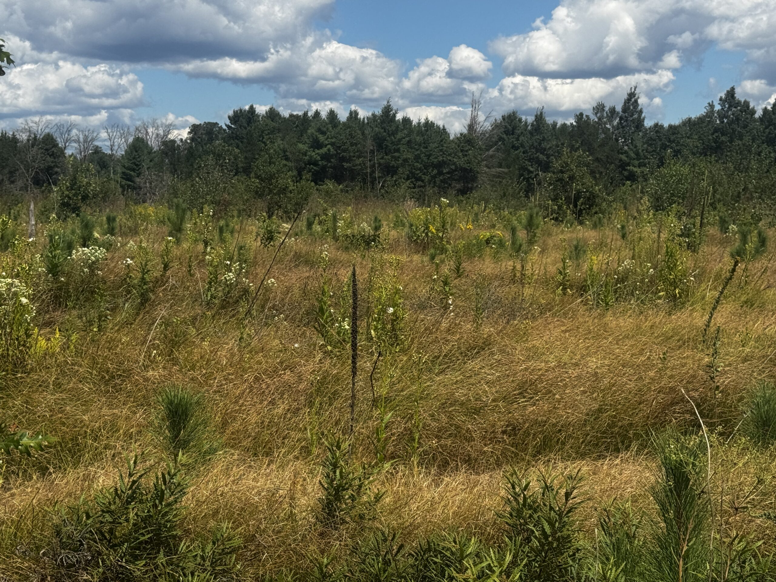 80-acre parcel in the Town of Big Flats