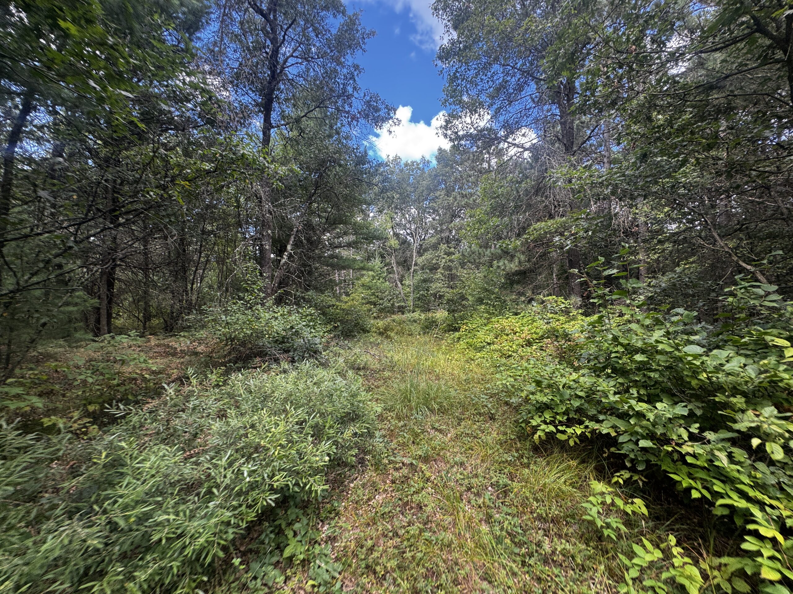 Escape to 80 acres of heavily timbered ground in Adams County