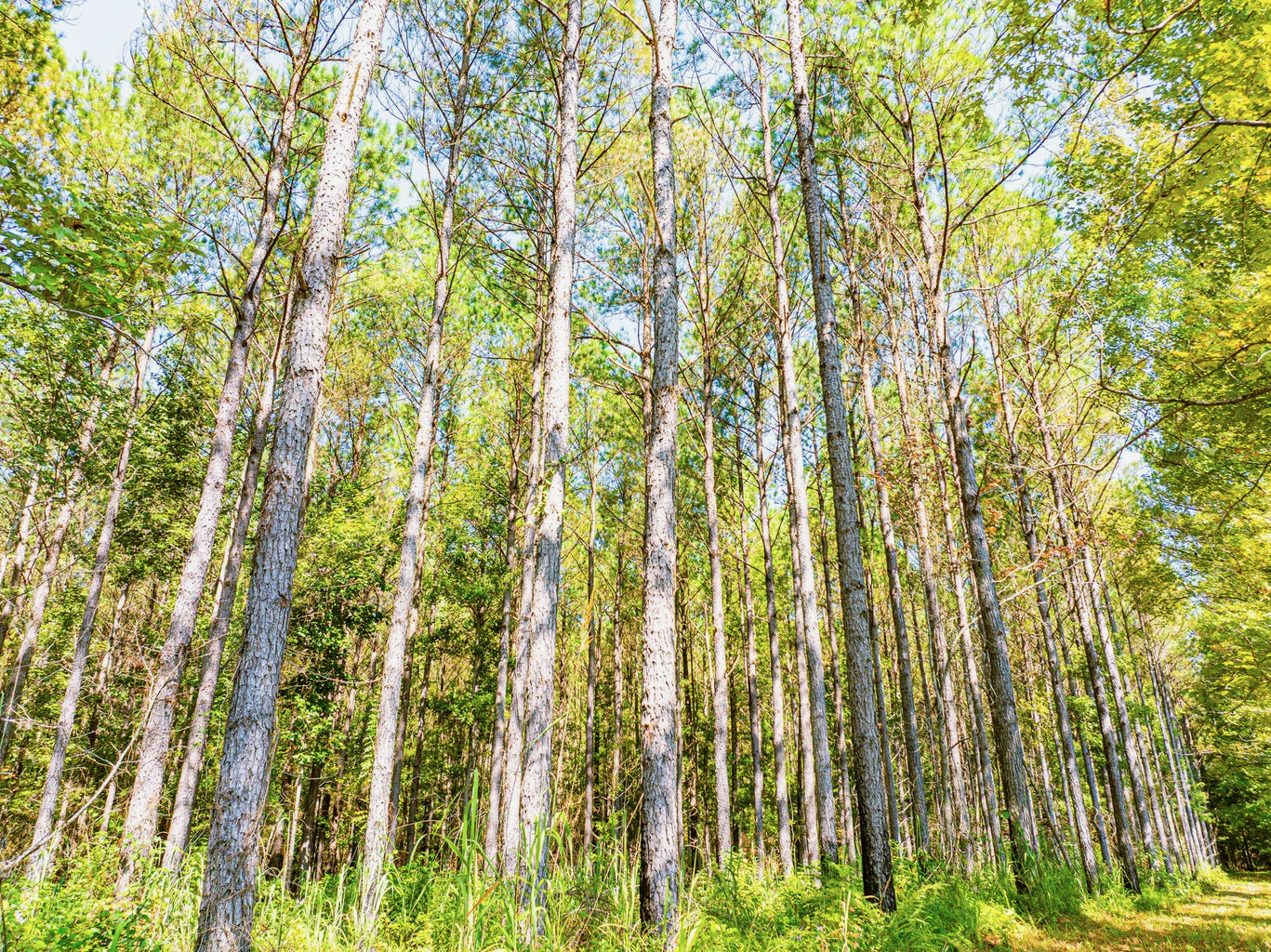 701 Acre Timber & Hunting Land Prentiss Co MS