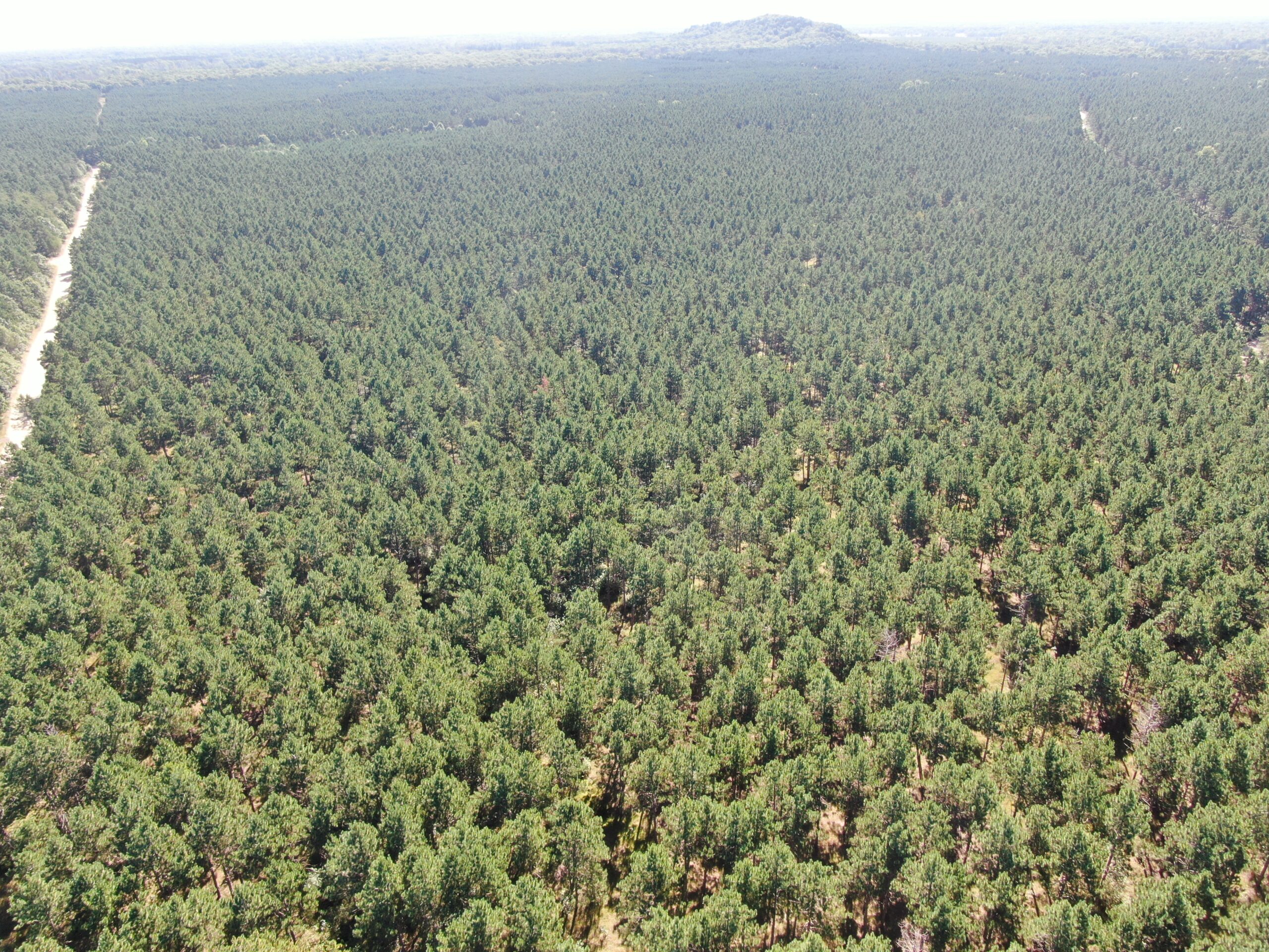 77-acre timber tract in the Town of Rome