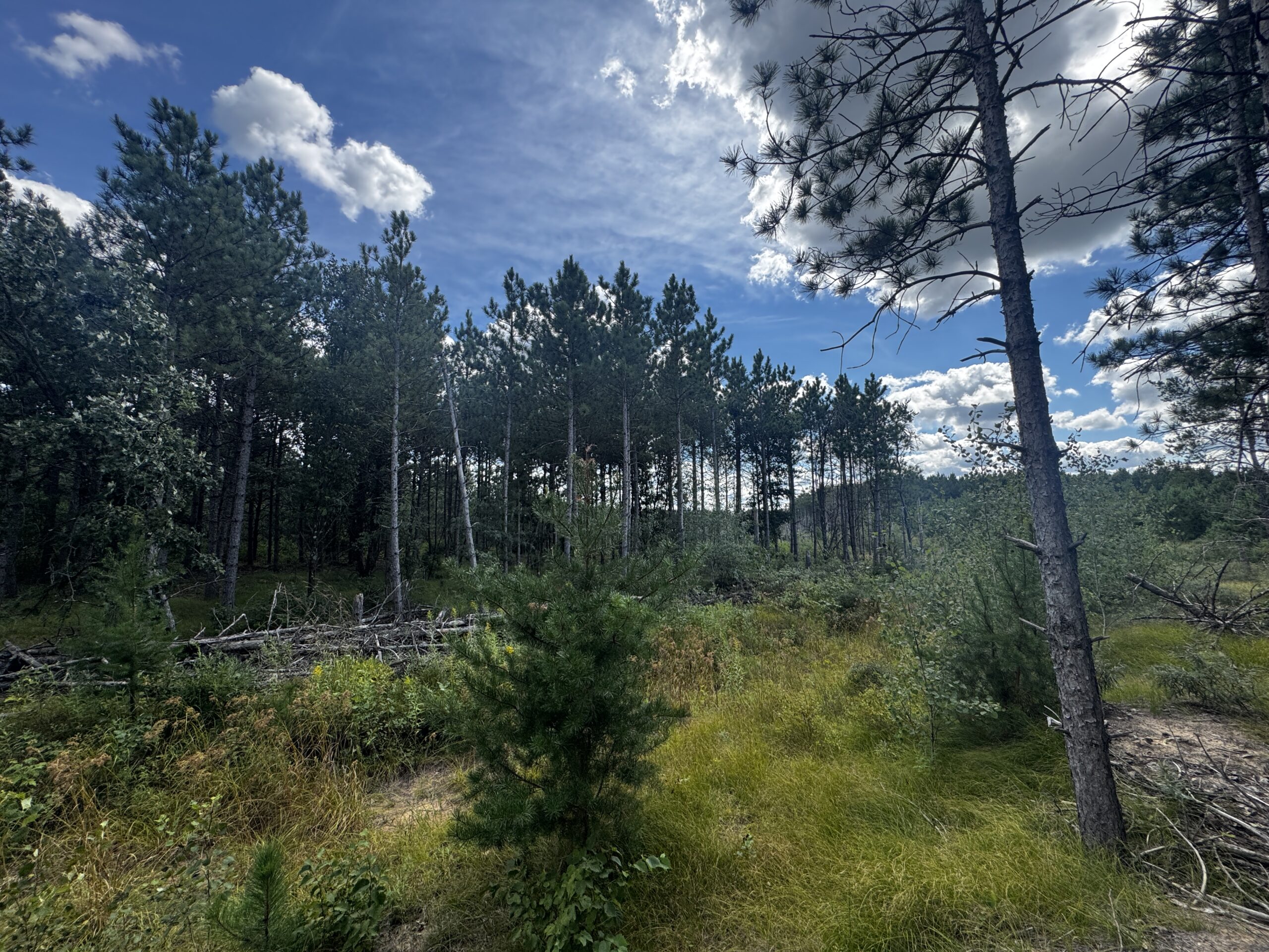 40-acre timber tract in Adams County