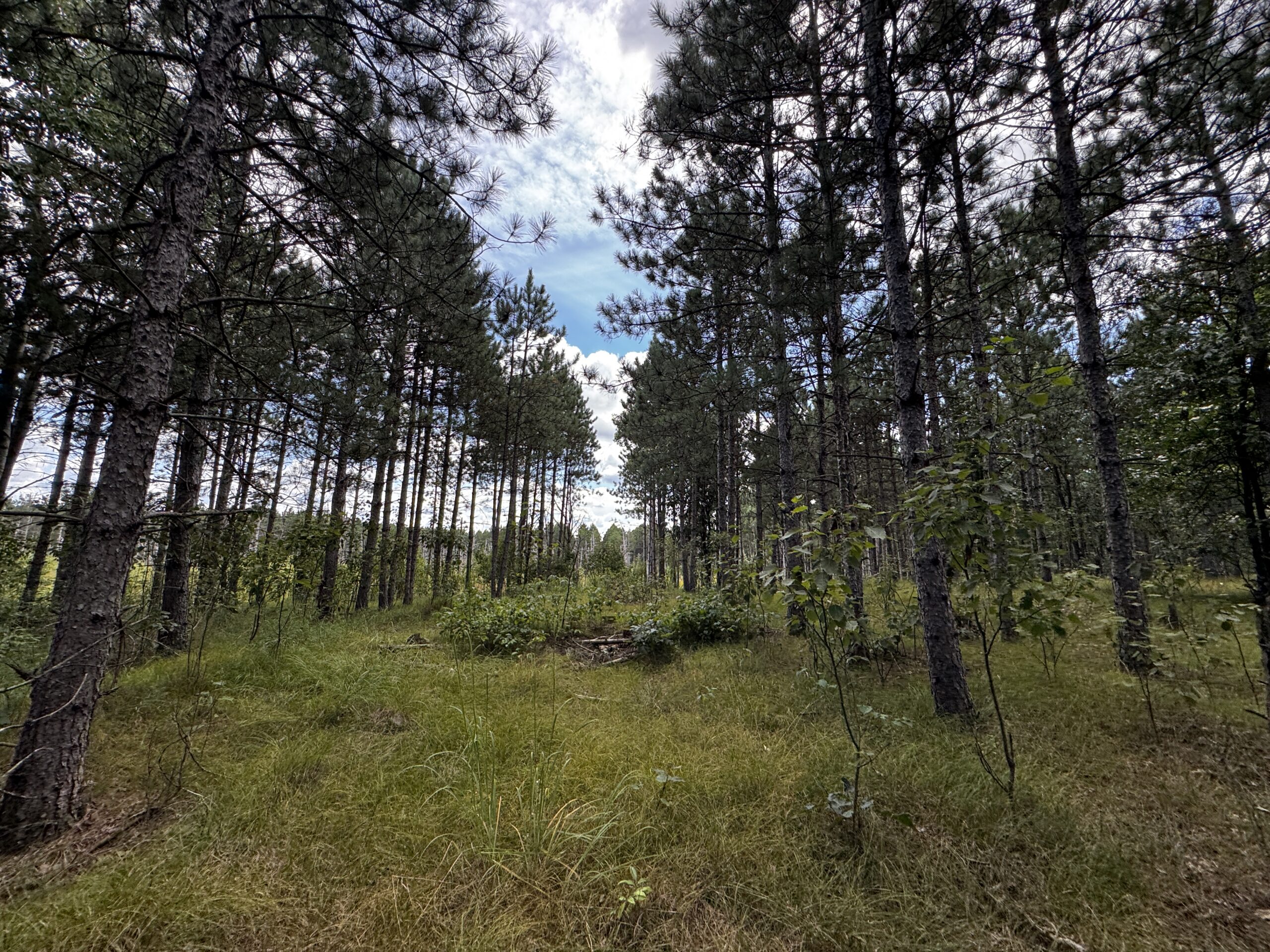 80-acre timber tract in Adams County