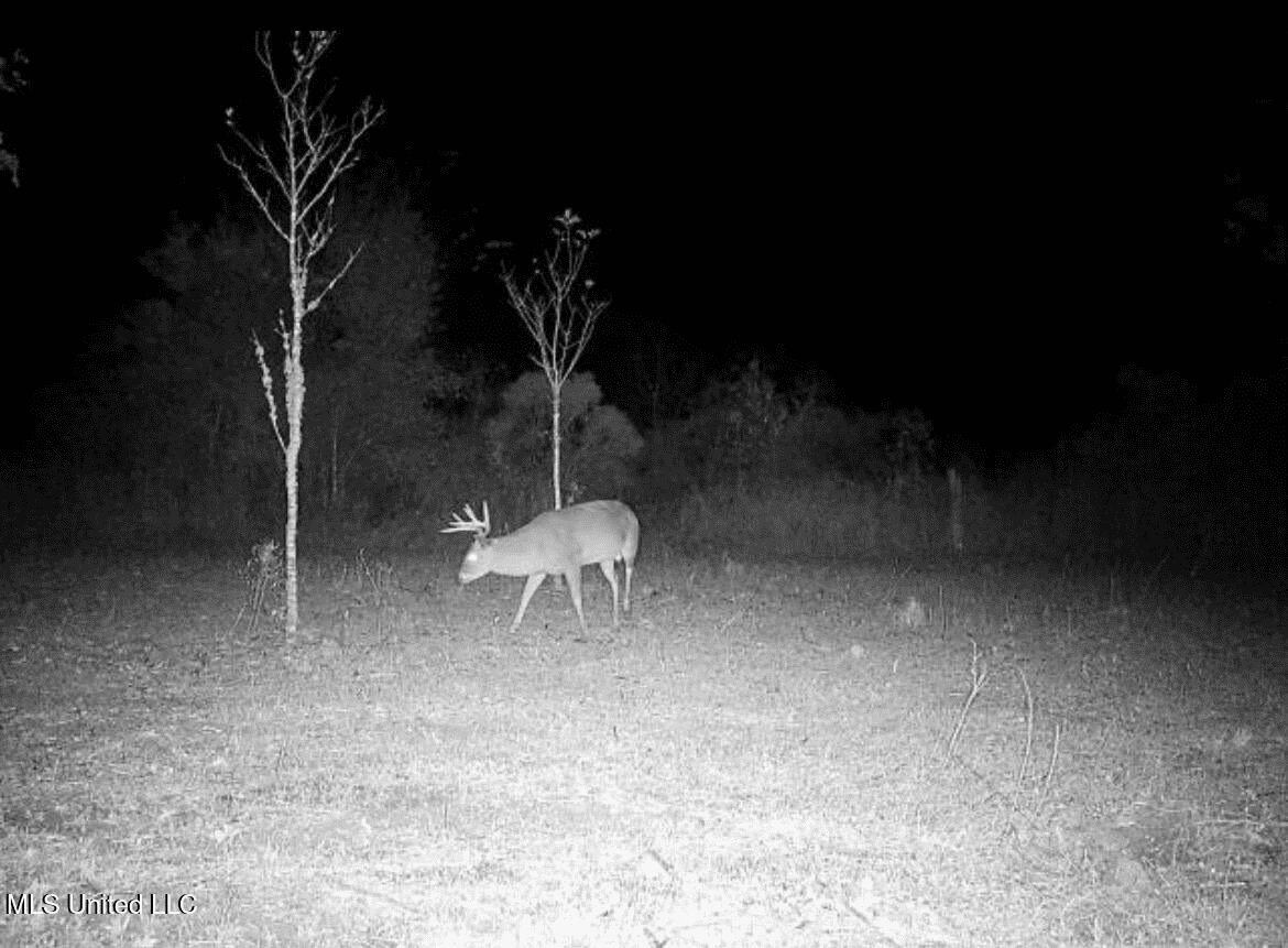 Tensas Parish Land Near Lake St. John – 80 Acres