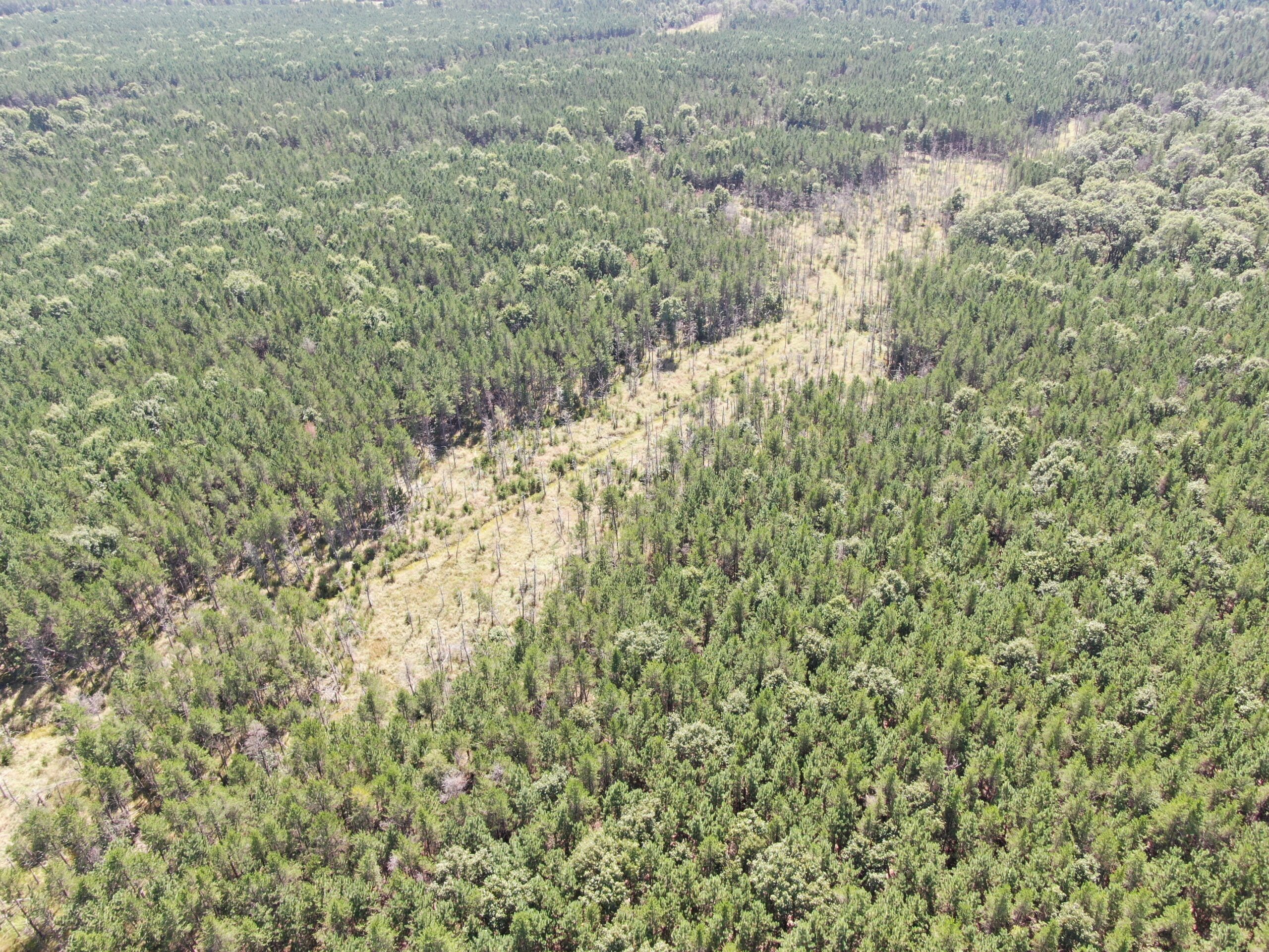 40-acre timbered tract in the Town of Big Flats
