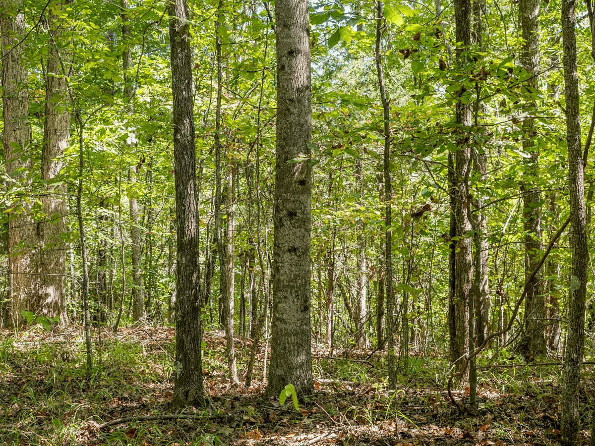 650 Acres Timberland and Lake Site Calhoun County MS