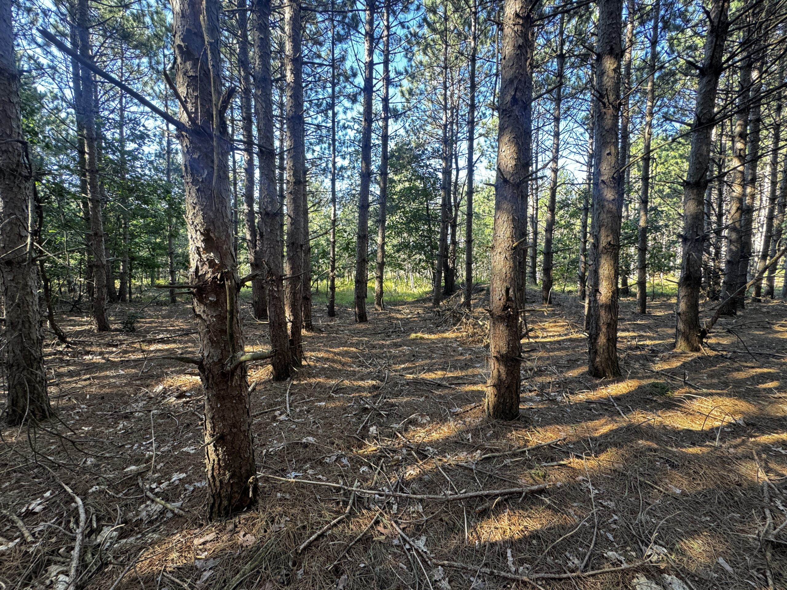80-acre timber tract in Adams County
