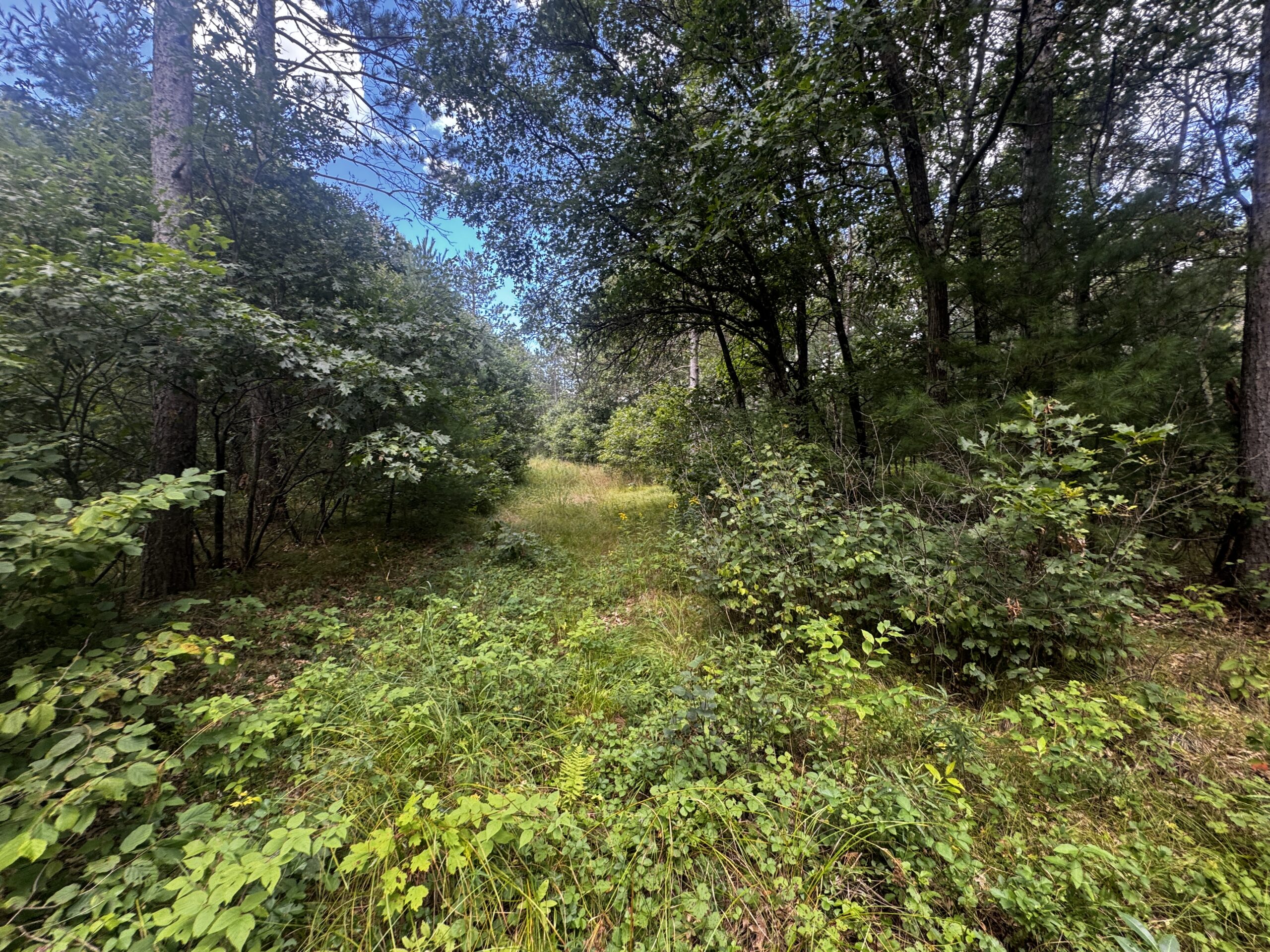Escape to 80 acres of heavily timbered ground in Adams County