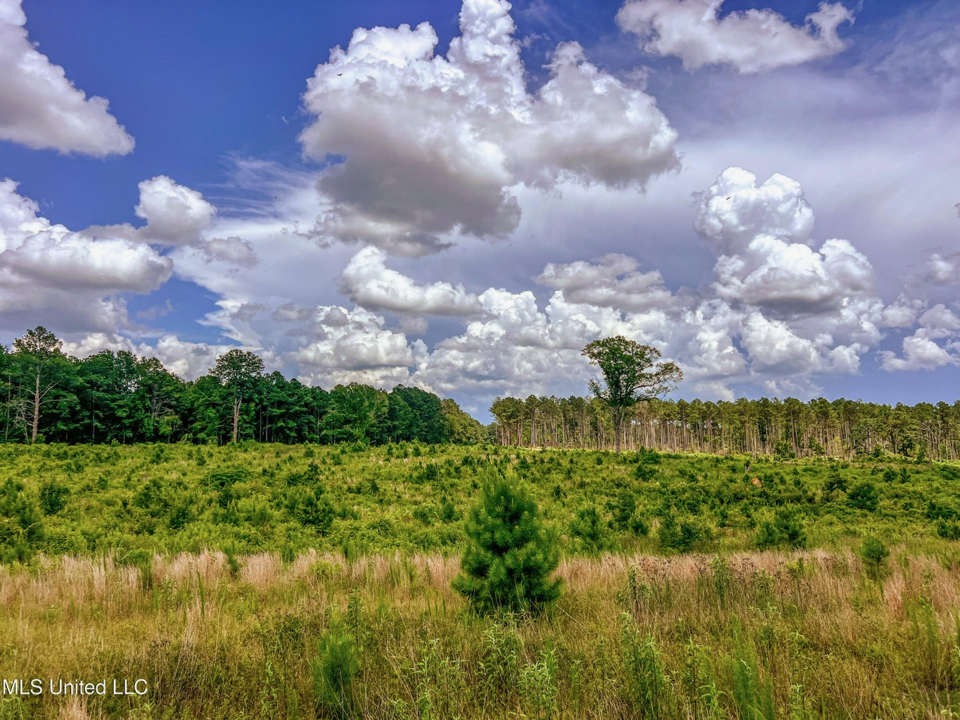Land for Sale in Amite County, MS