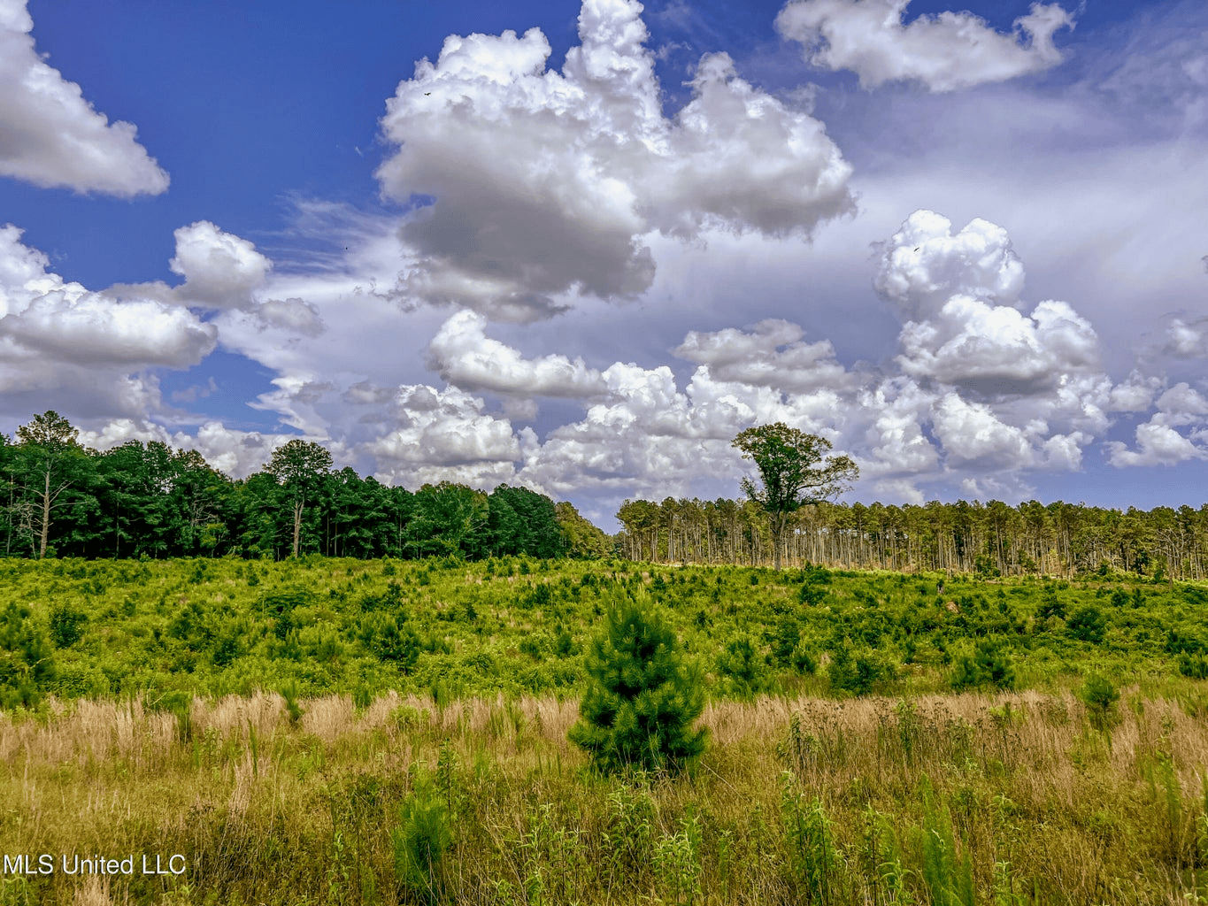 Land for Sale in Amite County, MS