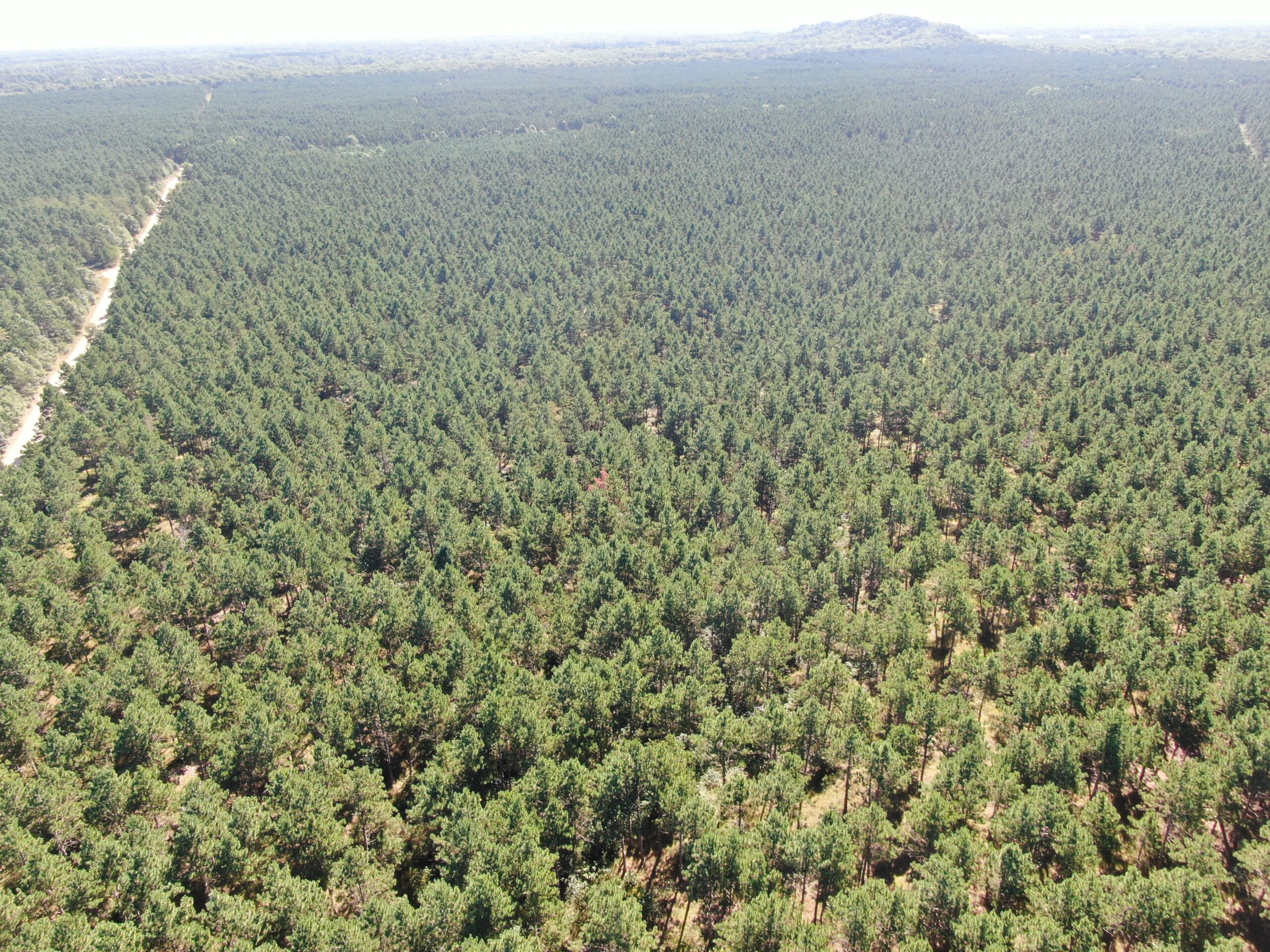 77-acre timber tract in the Town of Rome