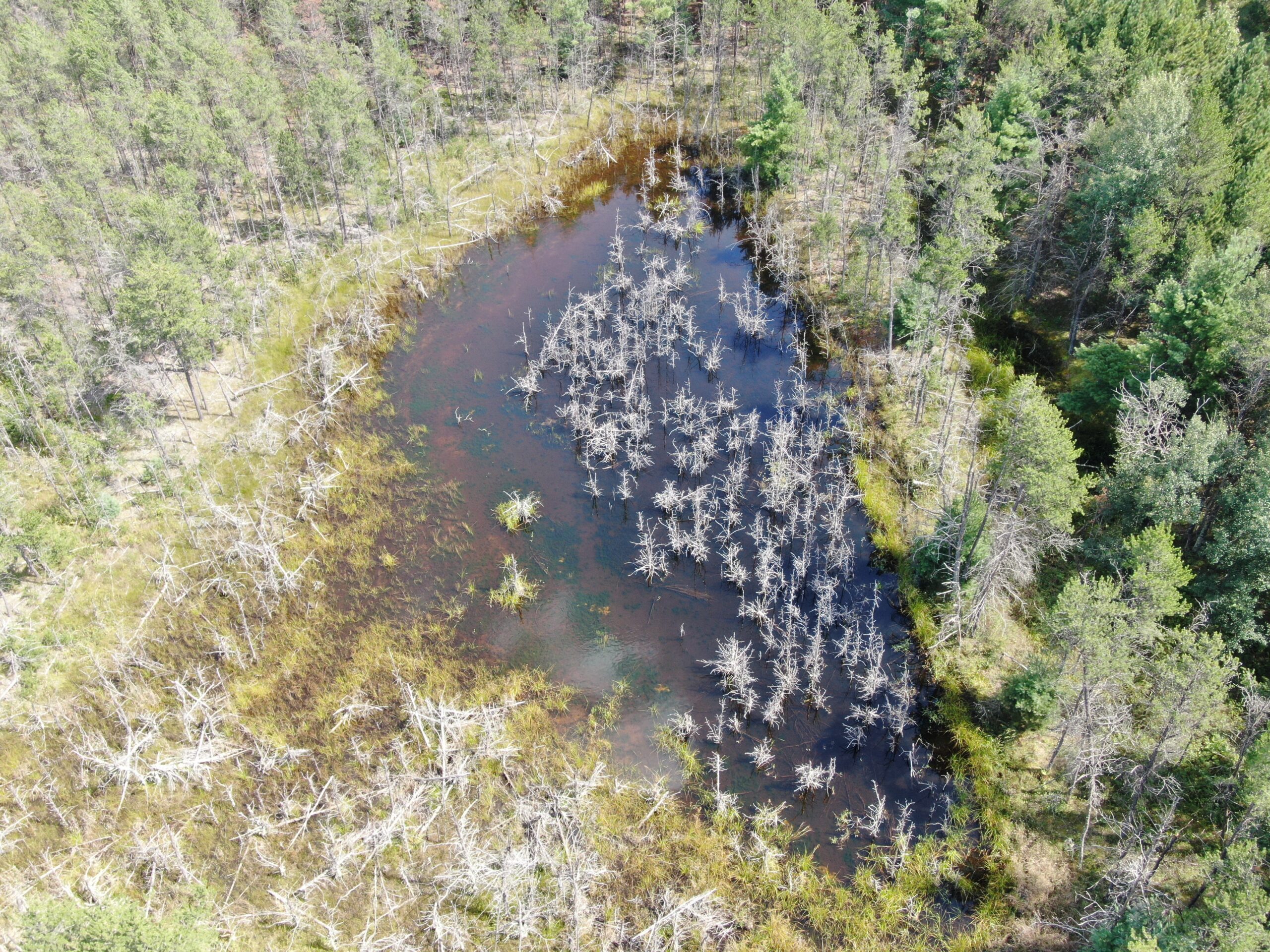 40-acre timber tract in the Town of Monroe, Adams County