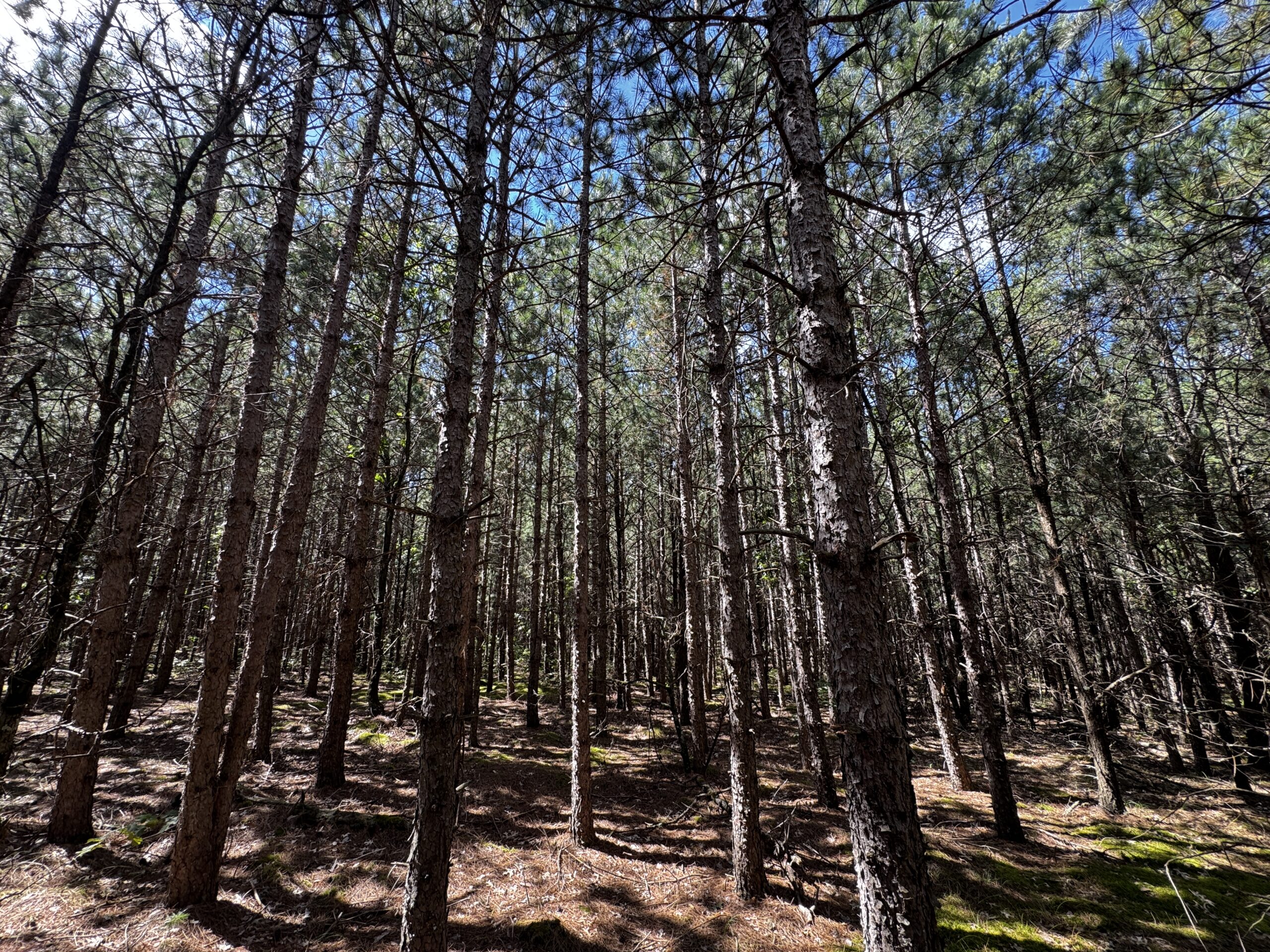40-acre corner parcel in the Town of Big Flats, Adams County