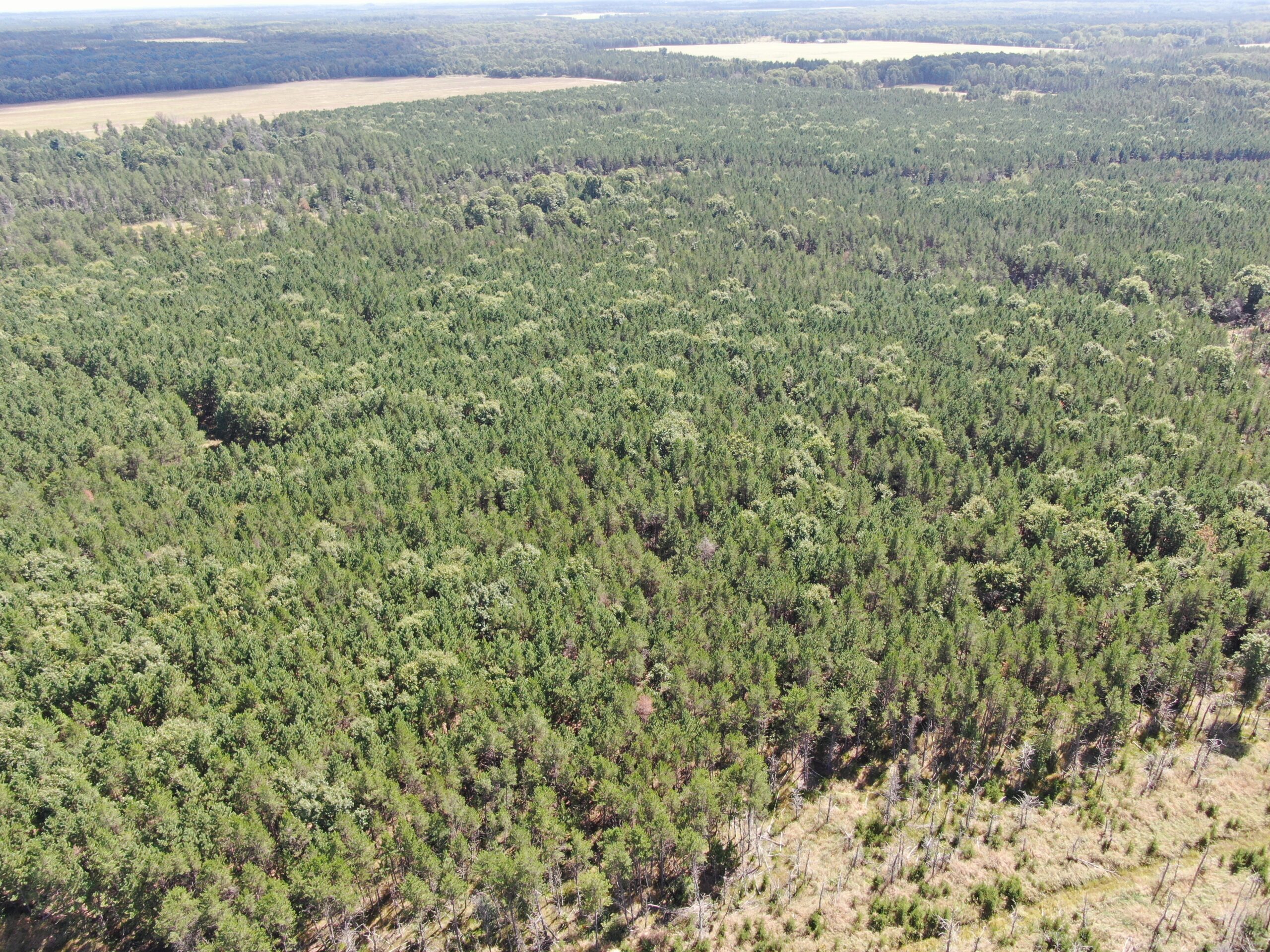 40-acre timbered tract in the Town of Big Flats