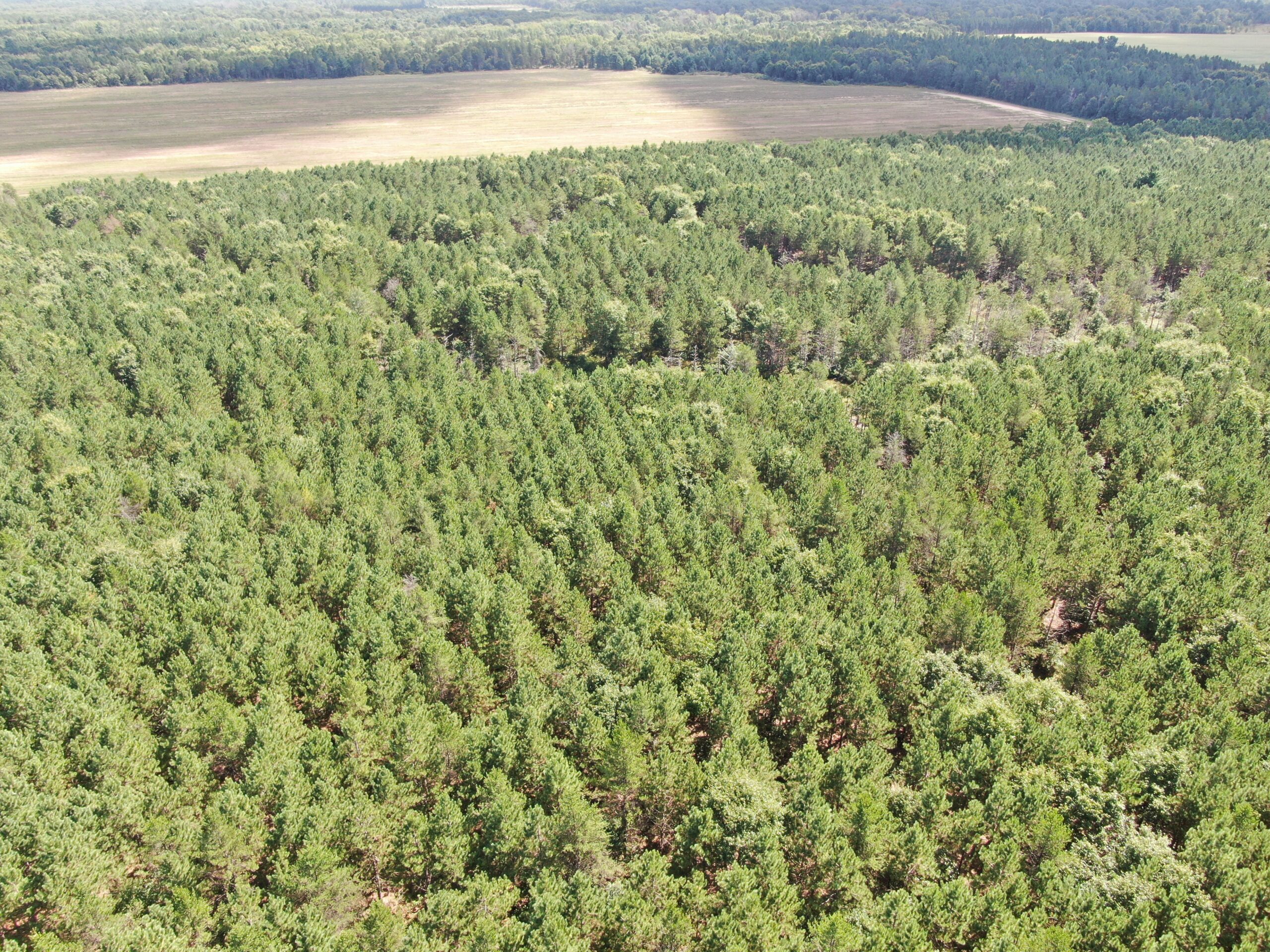80-acre timber tract in the Town of Big Flats