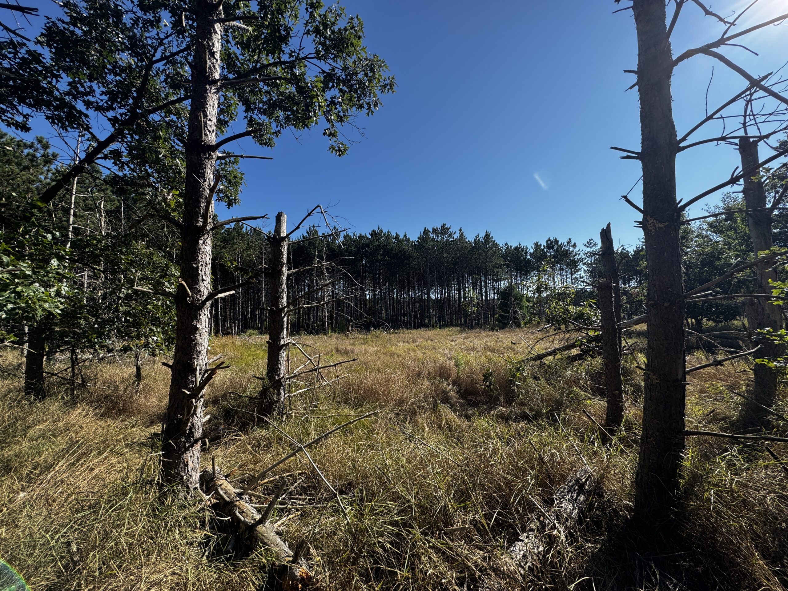 80-acre timber tract in Adams County