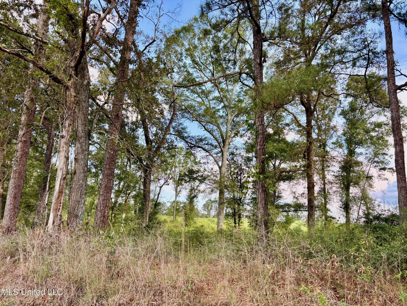 80 Acres in Walthall County