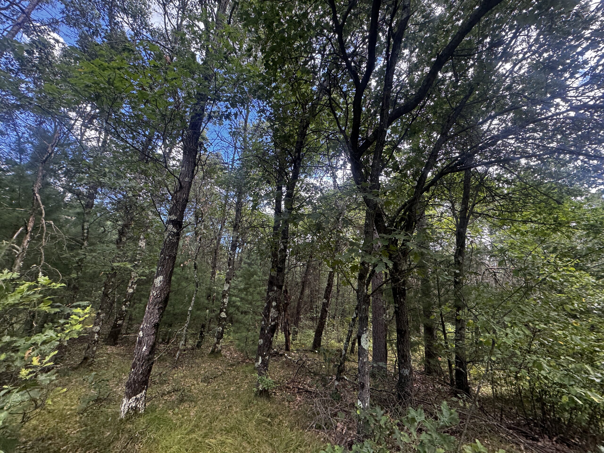 Escape to 80 acres of heavily timbered ground in Adams County