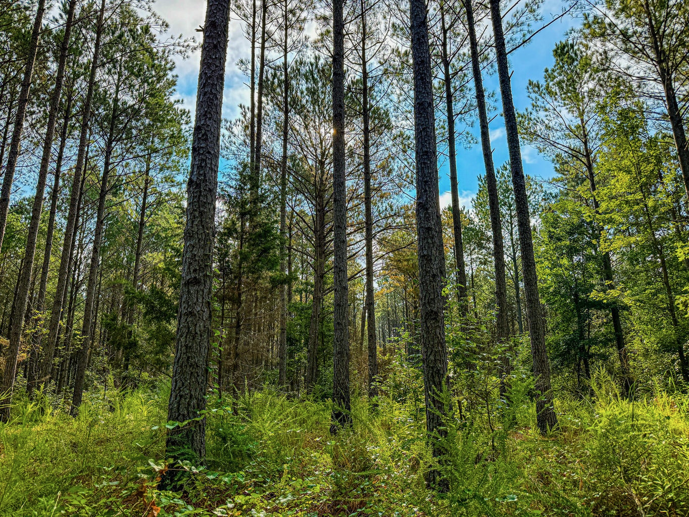 701 Acre Timber & Hunting Land Prentiss Co MS