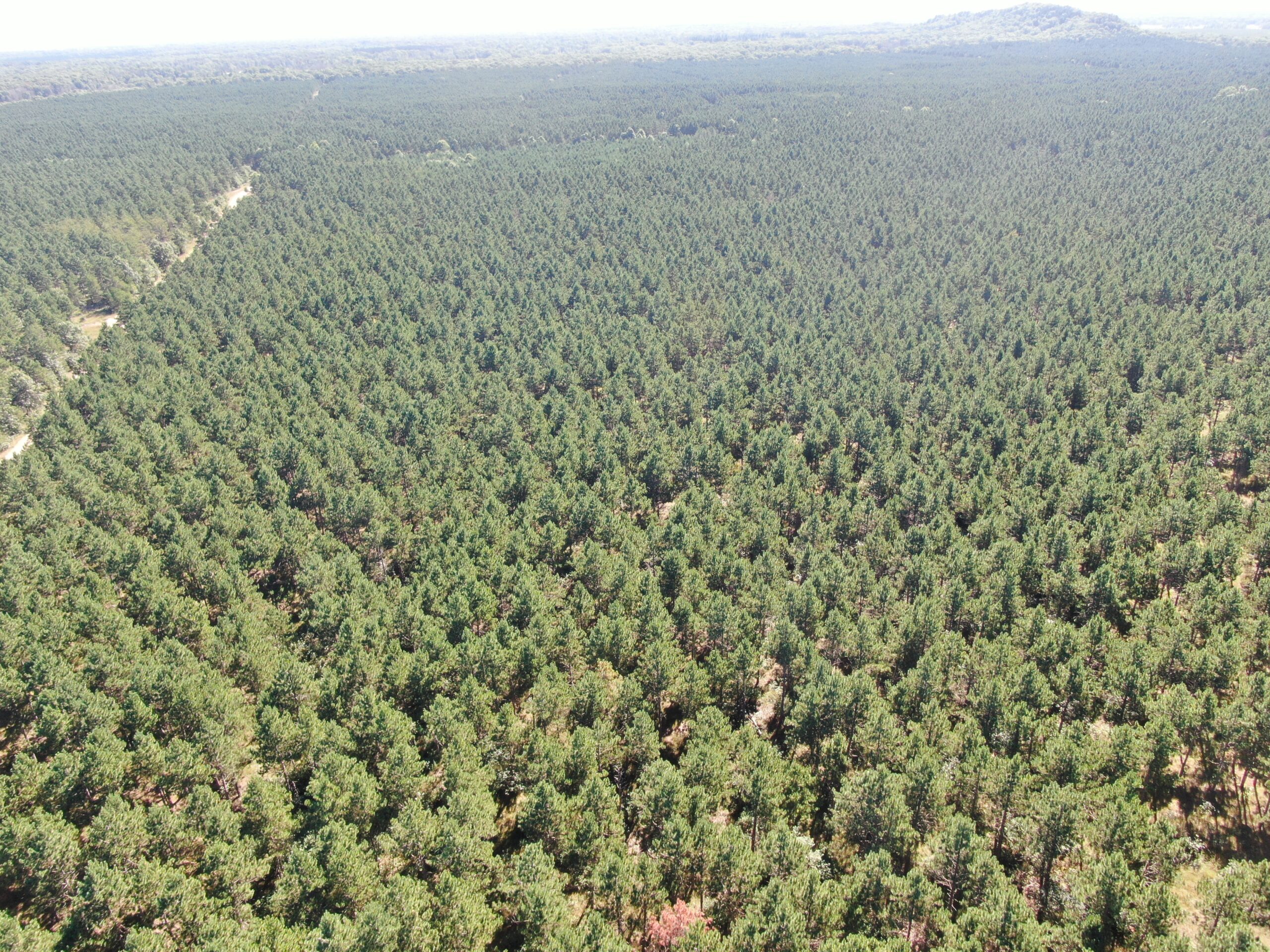 77-acre timber tract in the Town of Rome
