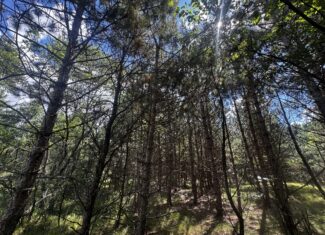 80-acre timbered tract in the Town of Big Flats, Adams County