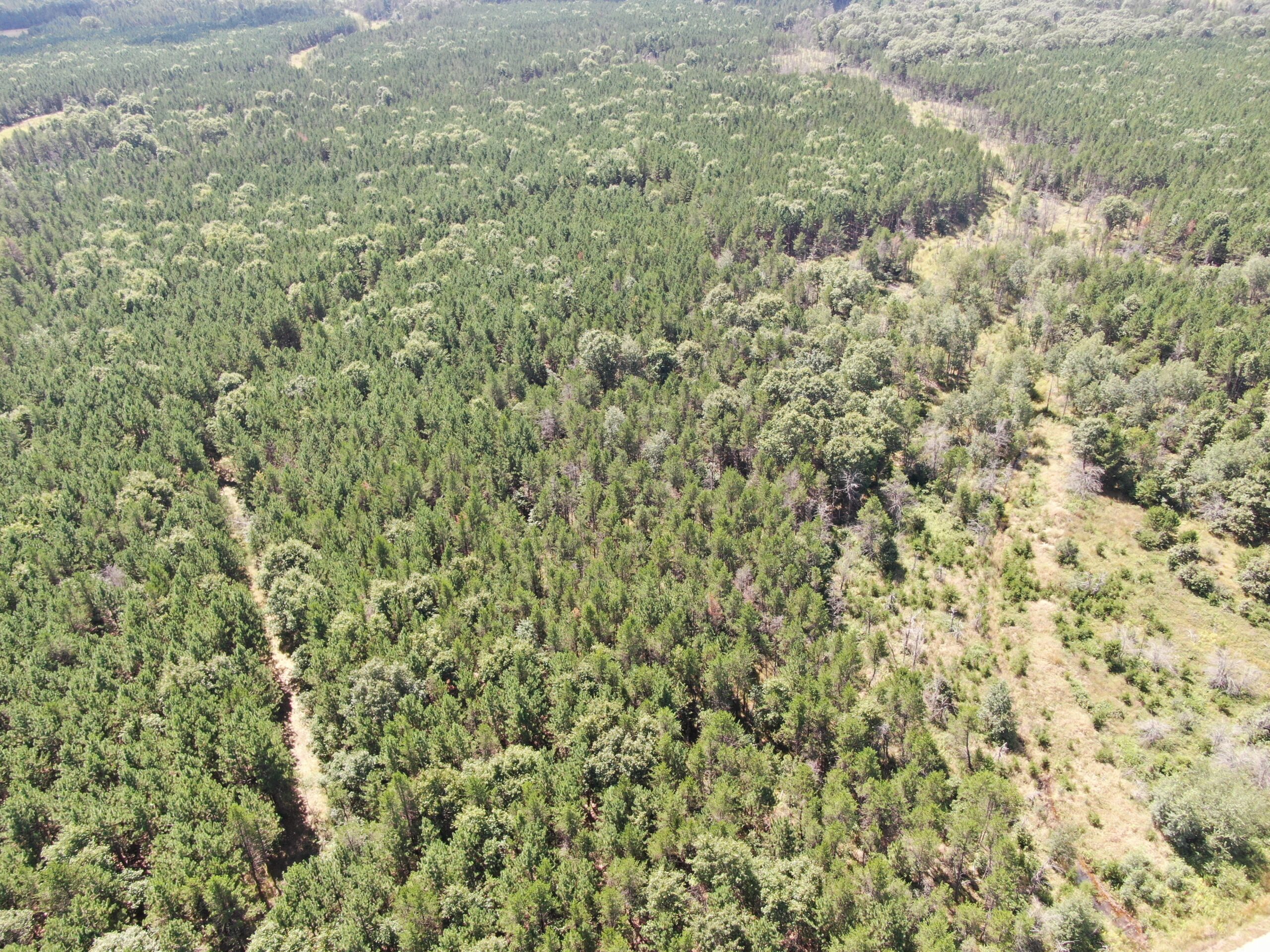 40-acre timbered tract in the Town of Big Flats