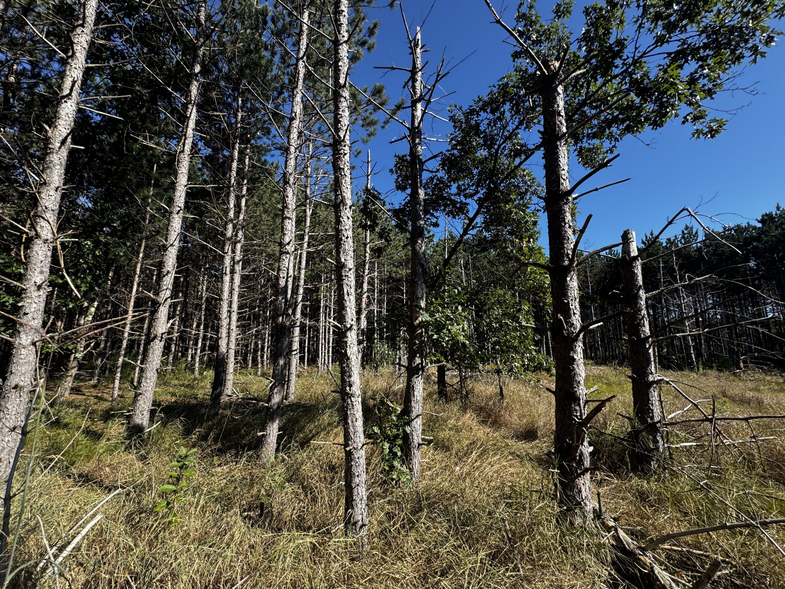 80-acre timber tract in Adams County
