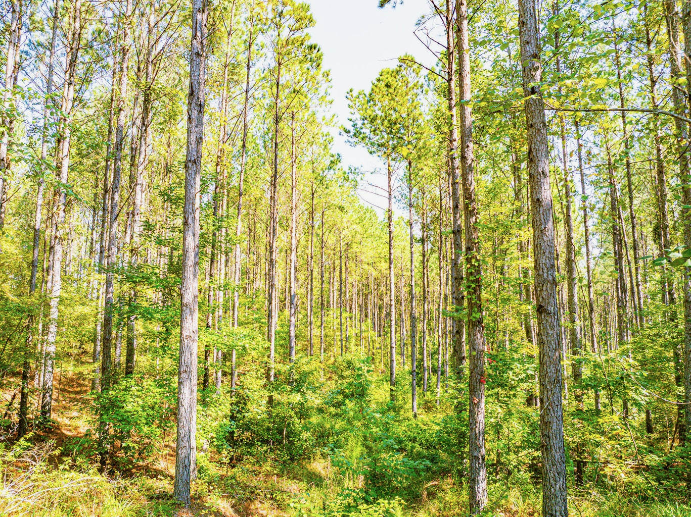 701 Acre Timber & Hunting Land Prentiss Co MS