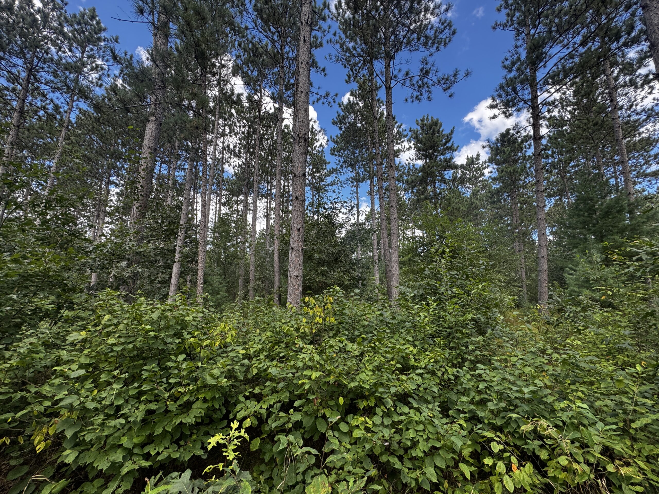 Escape to 80 acres of heavily timbered ground in Adams County