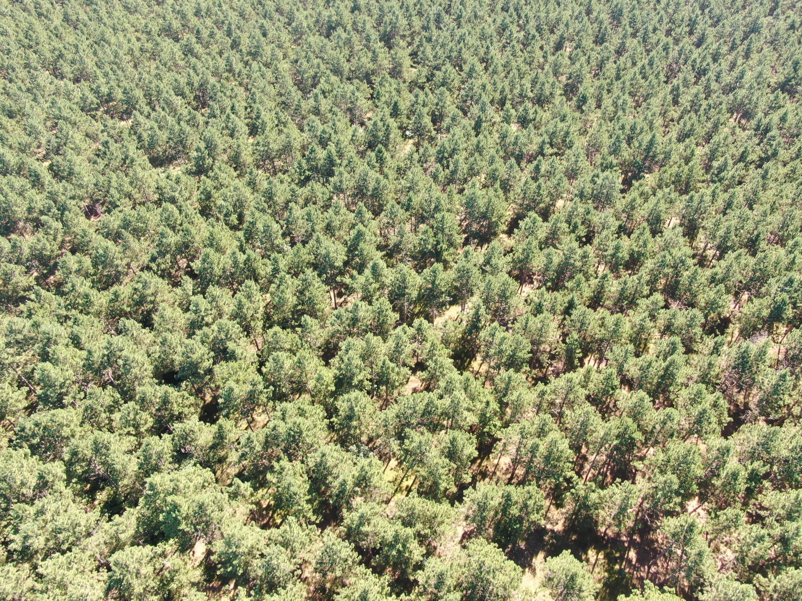 77-acre timber tract in the Town of Rome