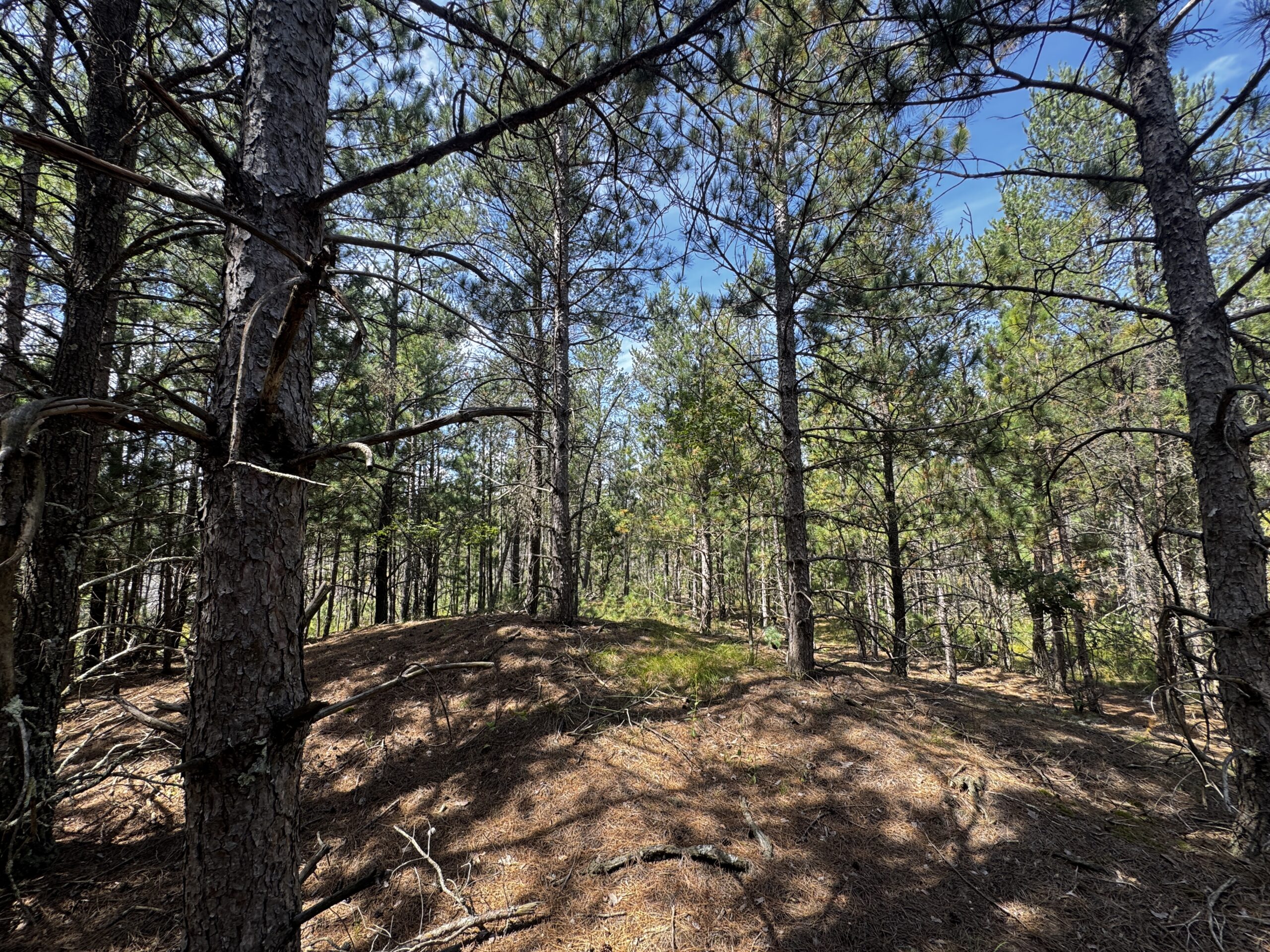40-acre timber tract in the Town of Monroe, Adams County