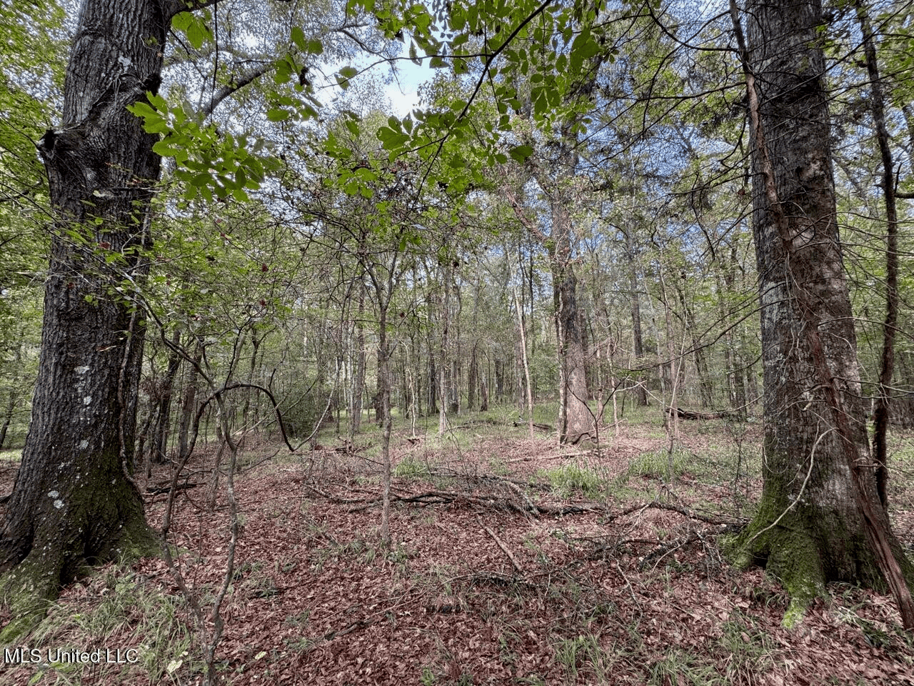 Hunting Land in Claiborne County, MS – The Sawmill 98