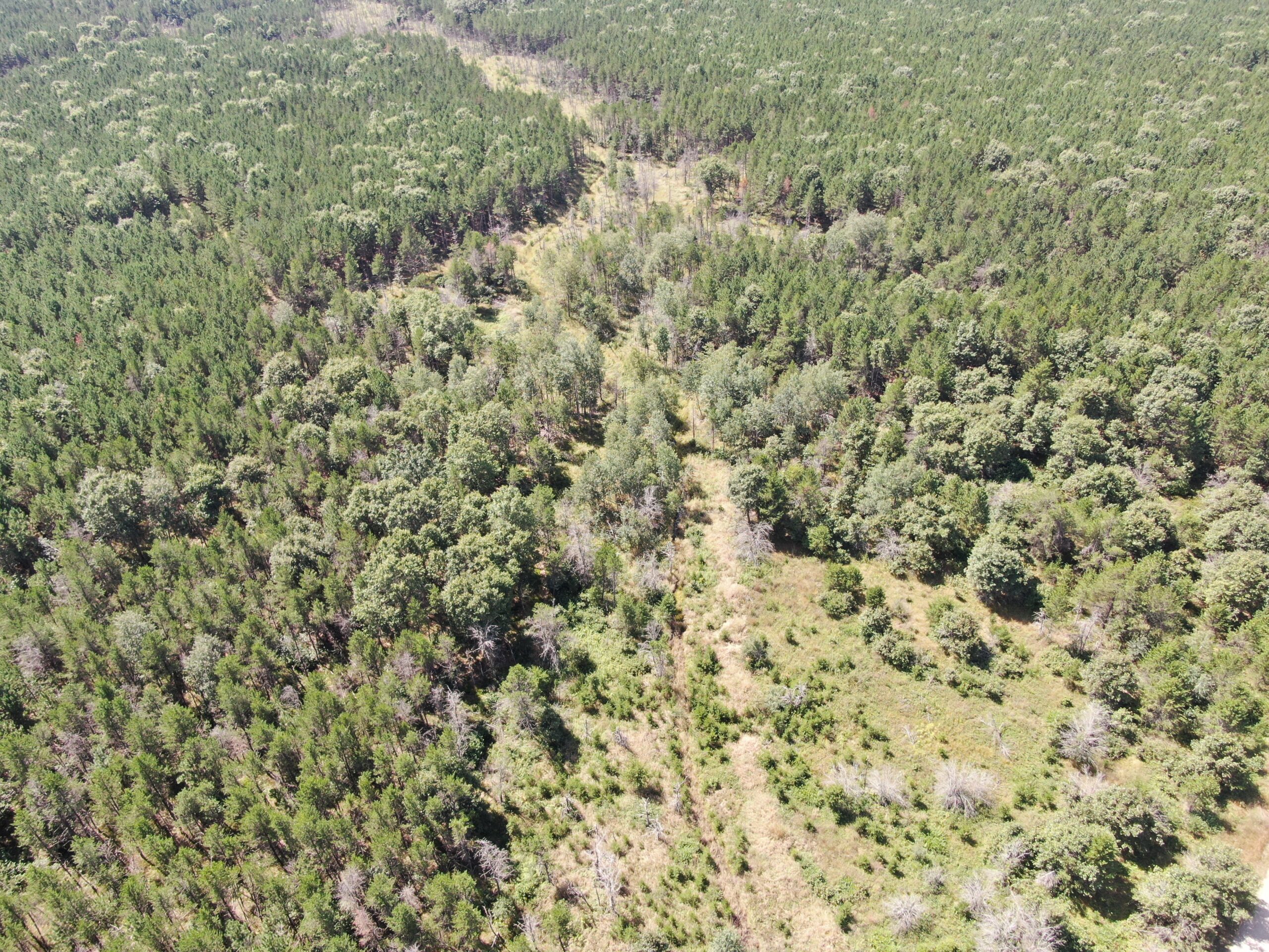 40-acre timbered tract in the Town of Big Flats