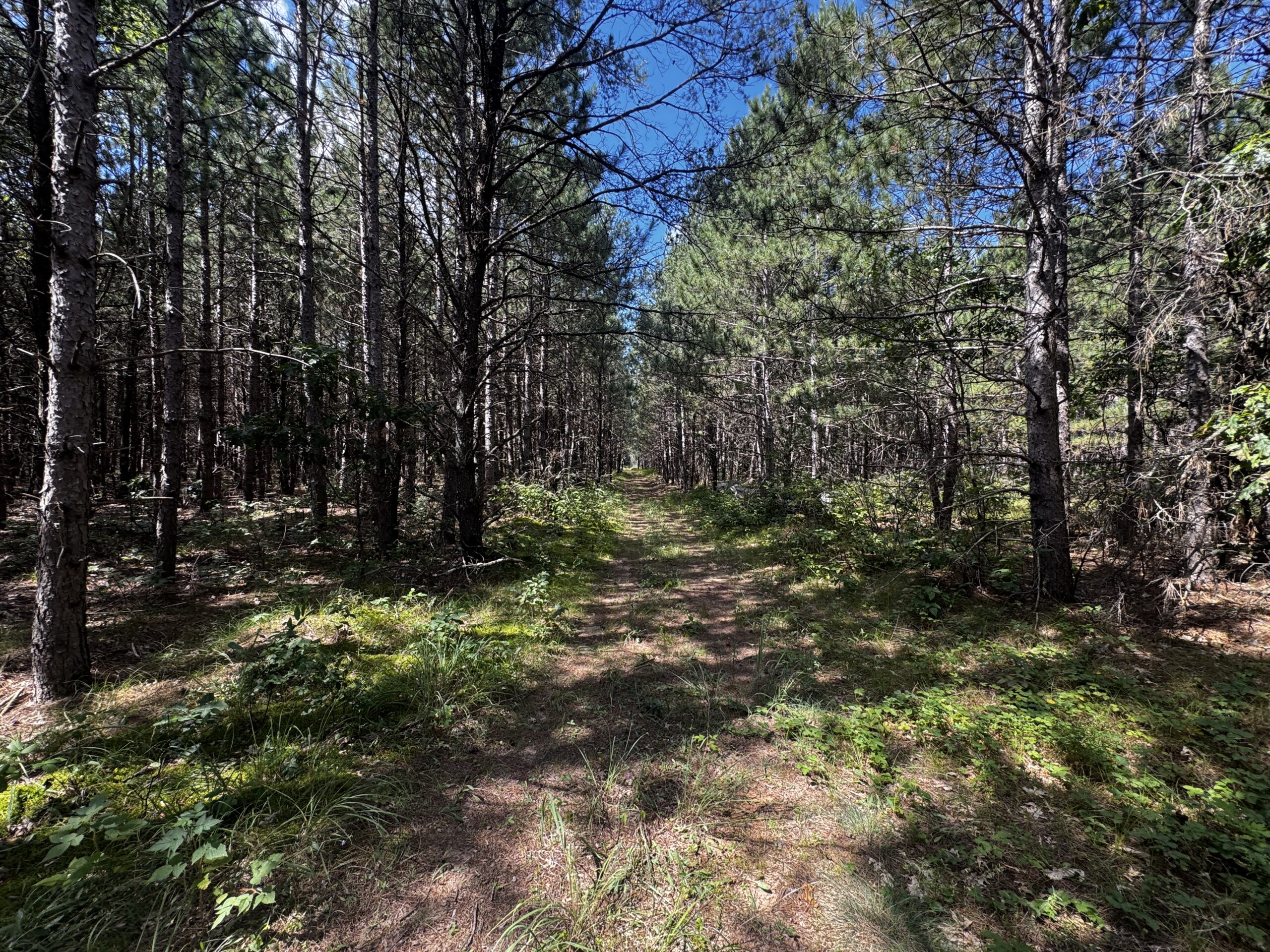 80-acre timber tract in the Town of Big Flats