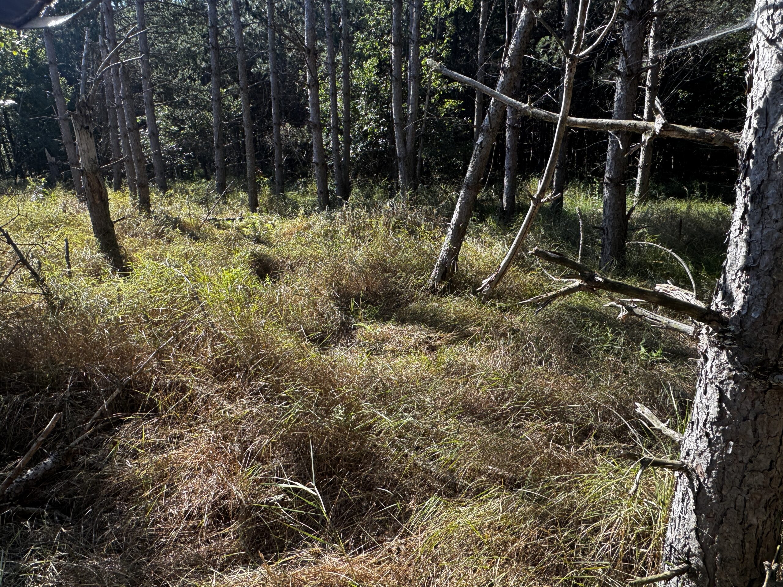 80-acre timber tract in Adams County