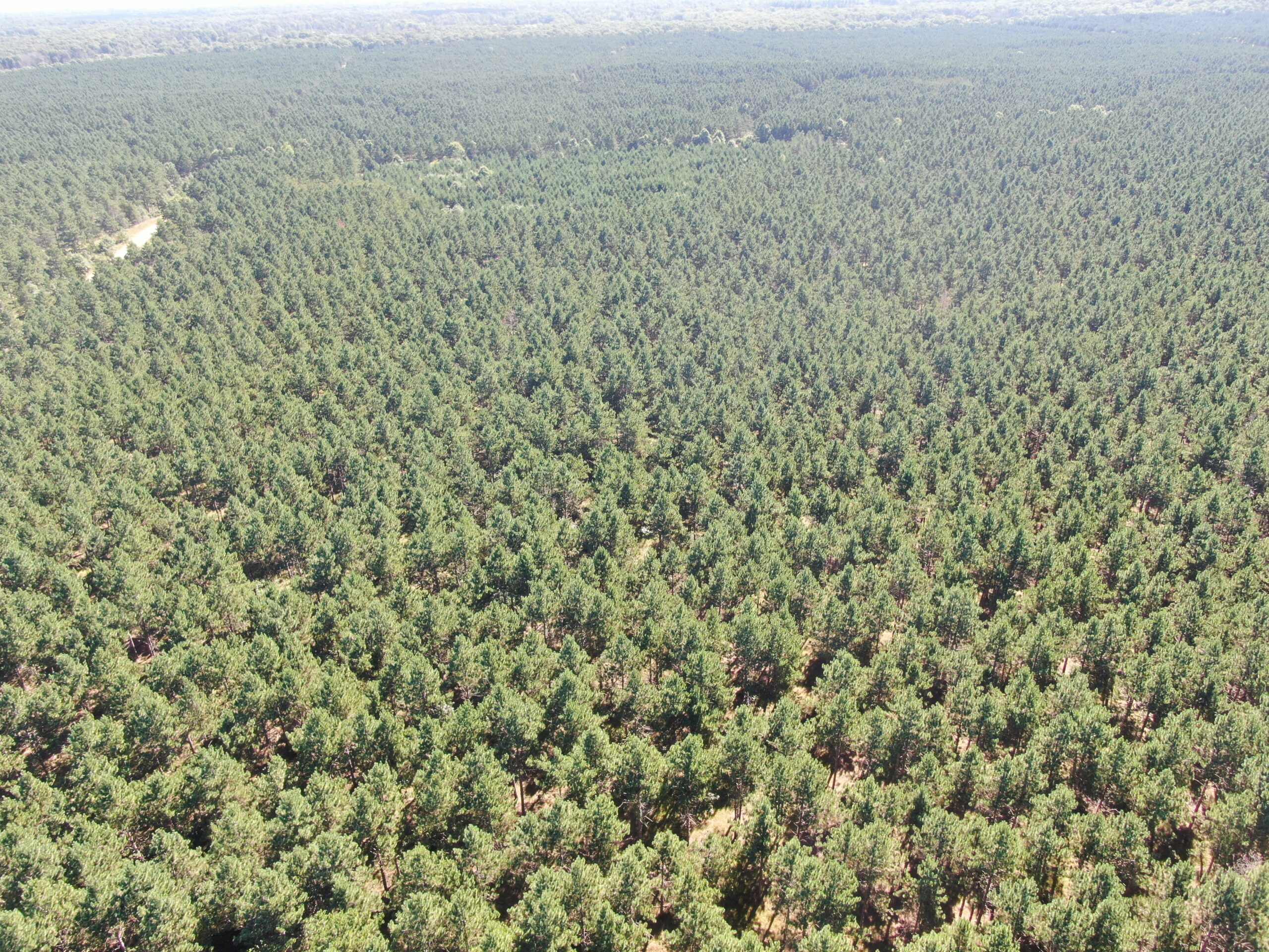 77-acre timber tract in the Town of Rome