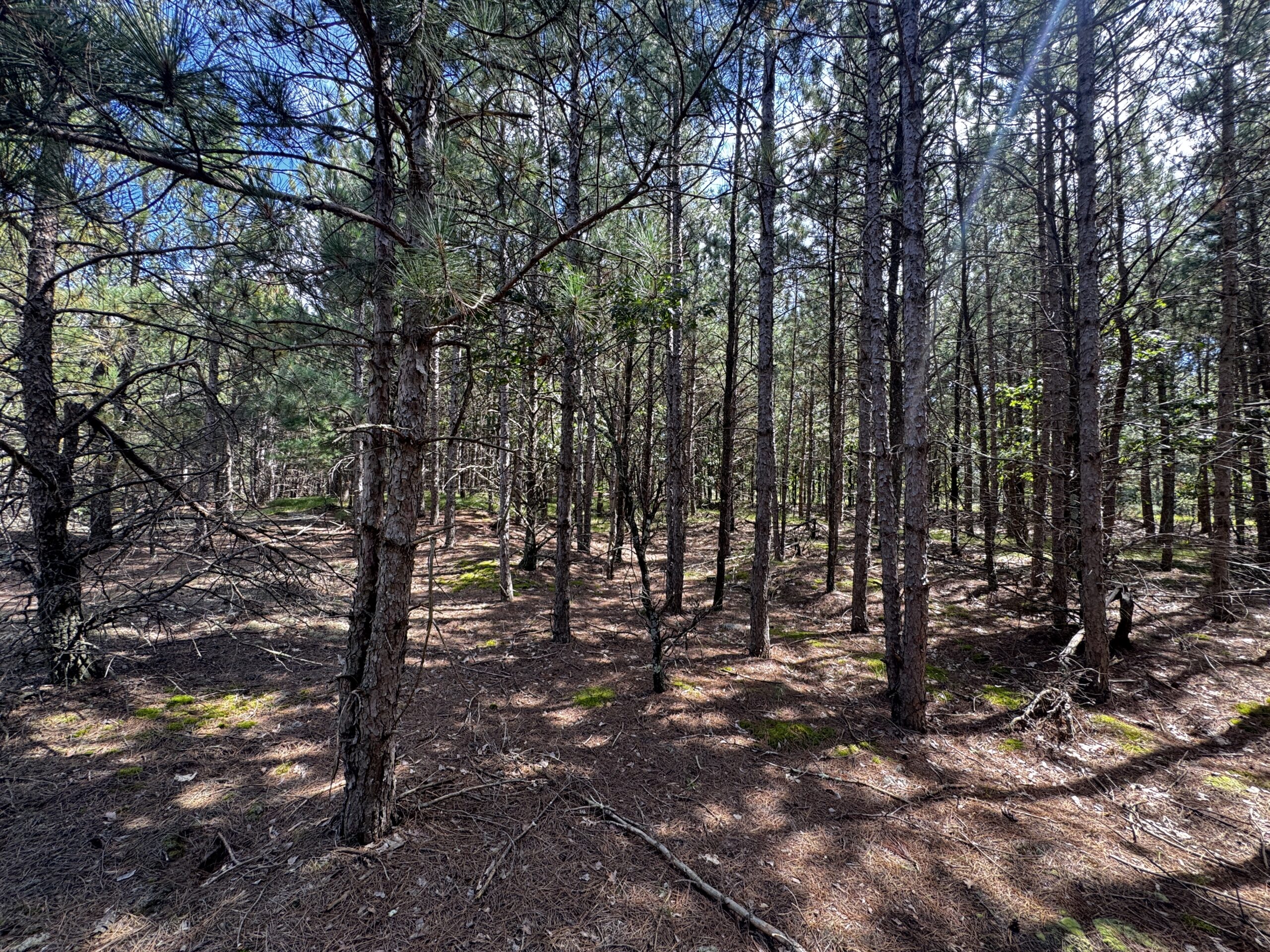 40-acre timber tract in the Town of Monroe, Adams County