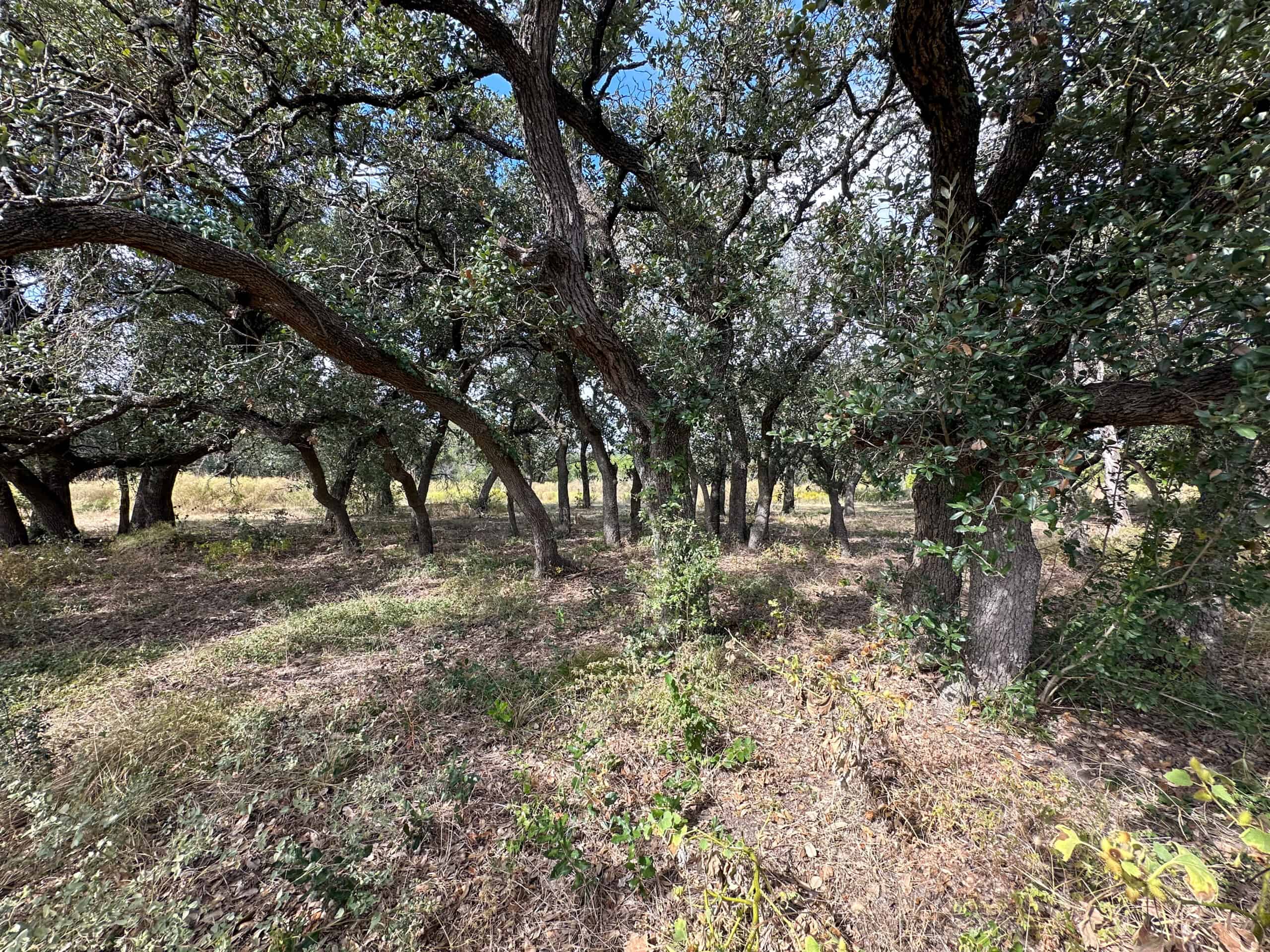 44.574 Acres of Central Texas Hunting Land for Sale