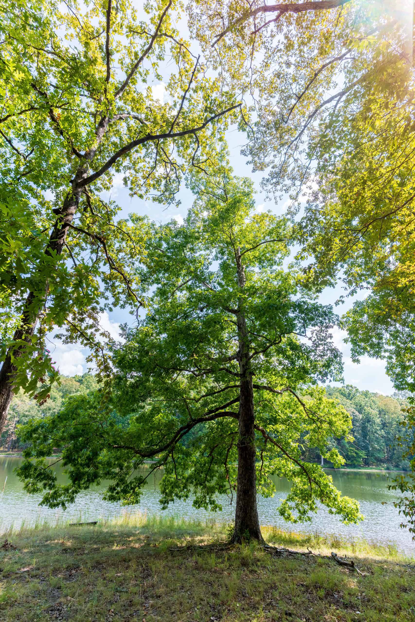 Premier Hunting & Recreation Property in Middleton, TN