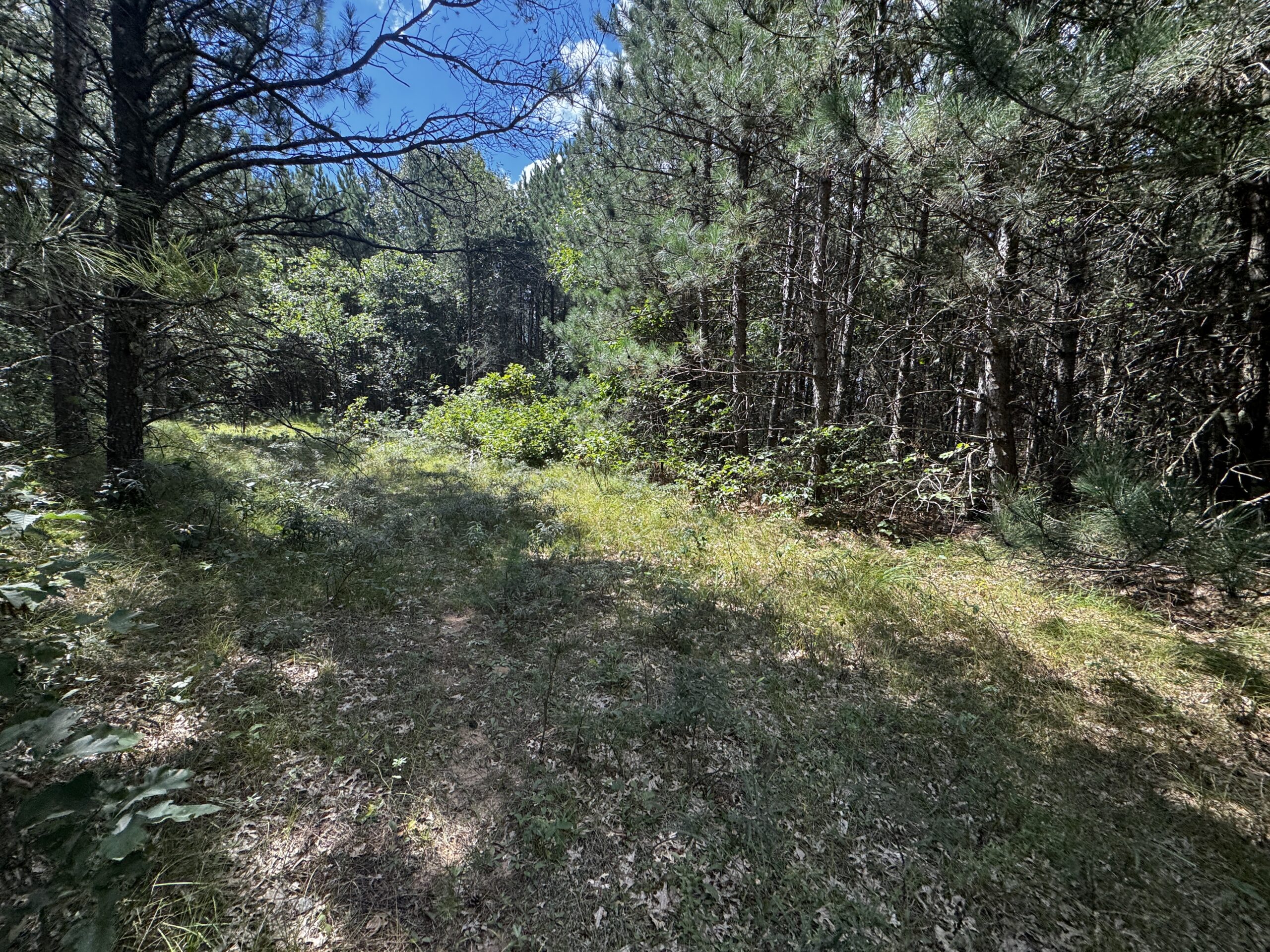 40-acre timbered tract in the Town of Big Flats