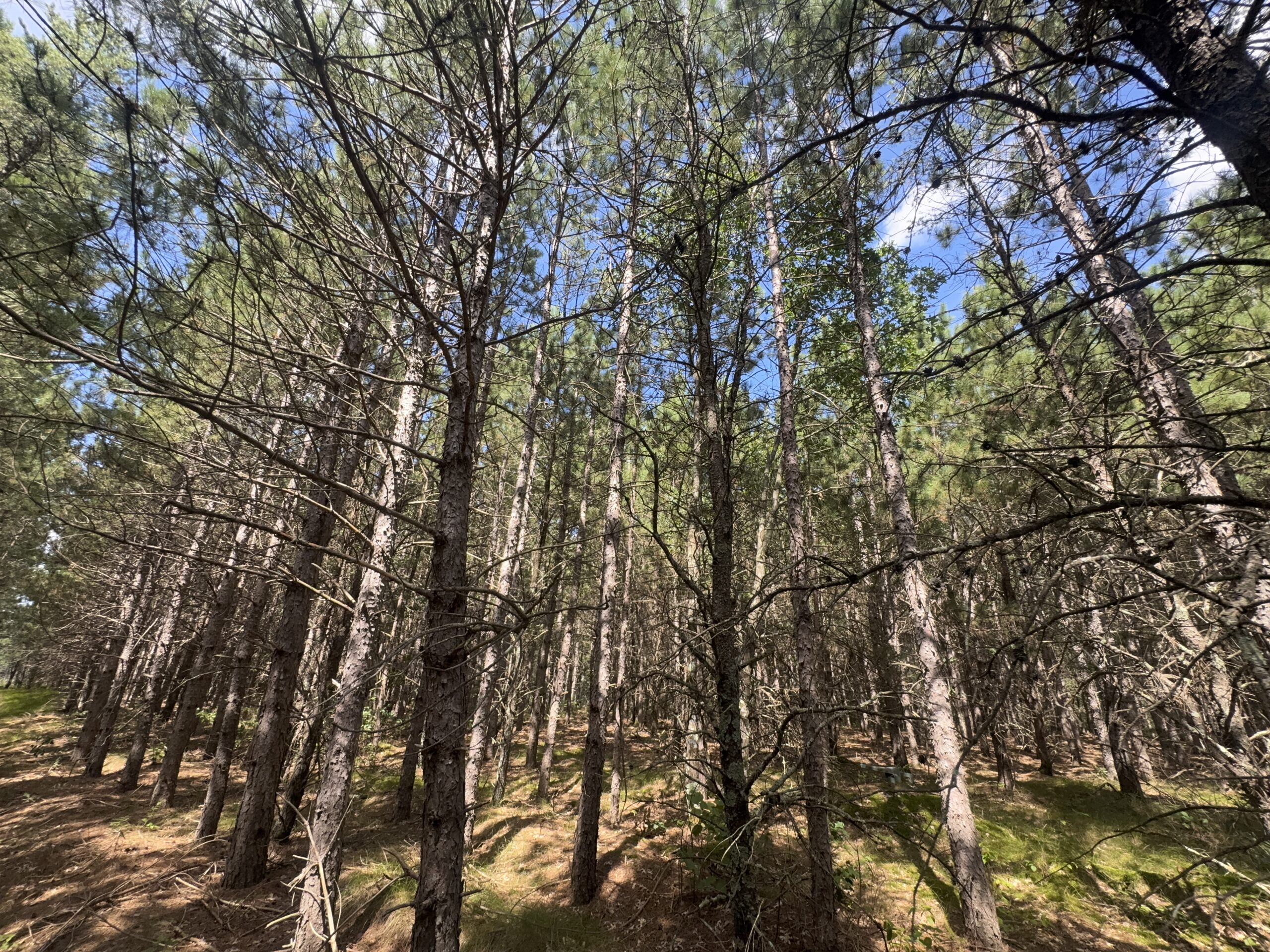 80-acre timber tract in the Town of Big Flats
