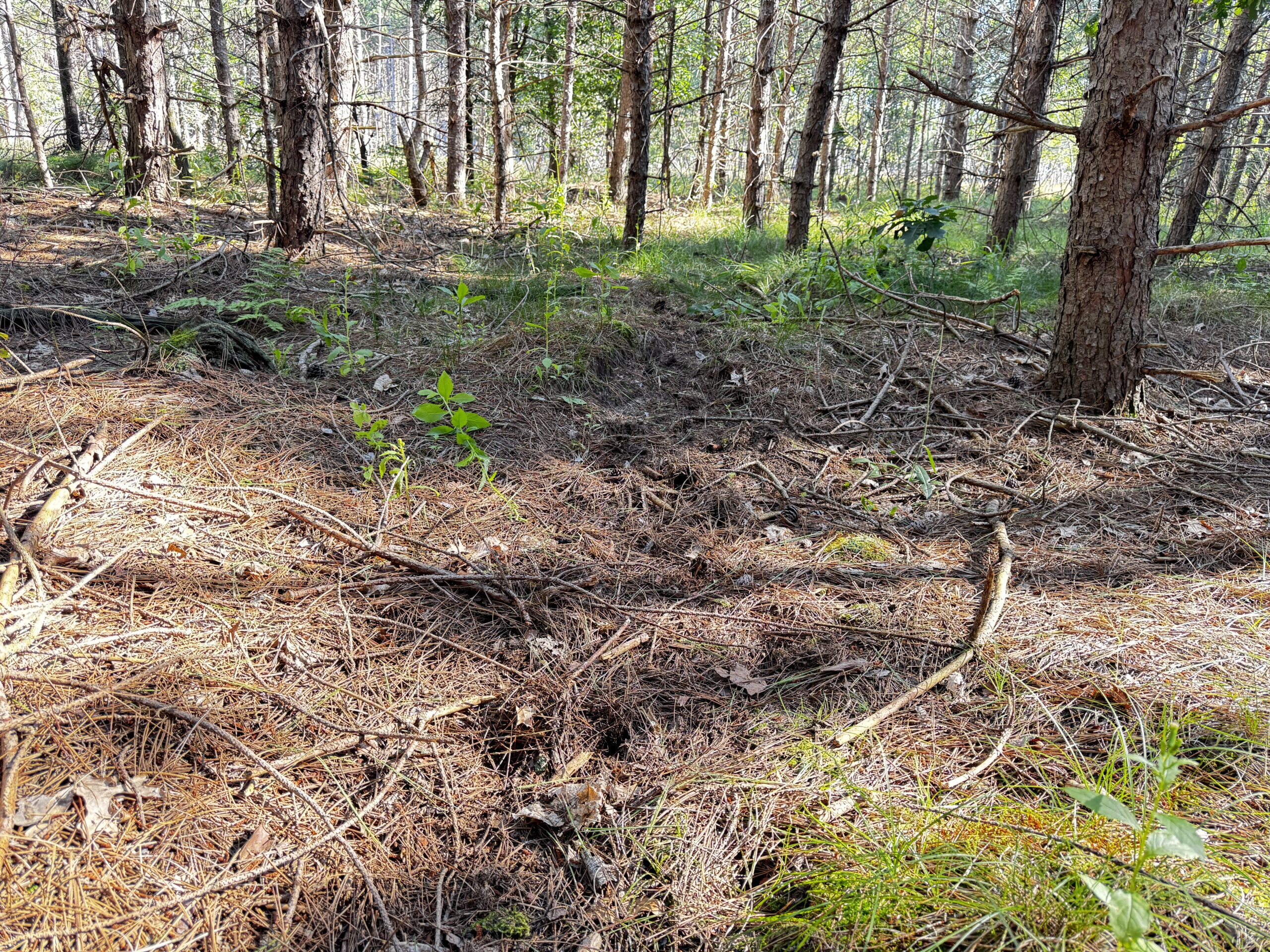80-acre timber tract in Adams County