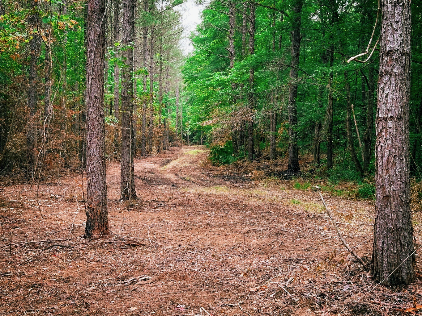 701 Acre Timber & Hunting Land Prentiss Co MS