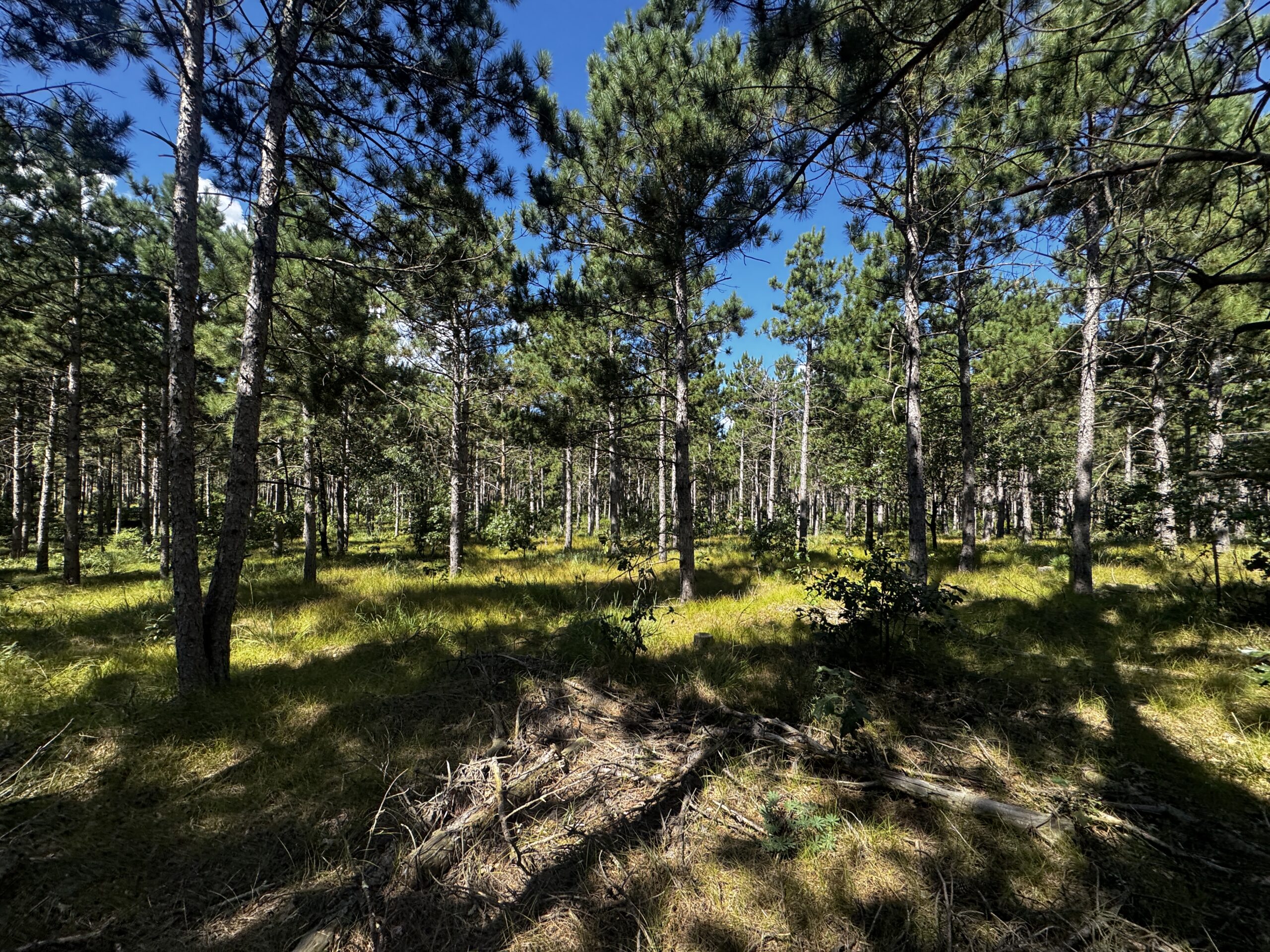 37.77-acre wooded parcel in the Town of Rome