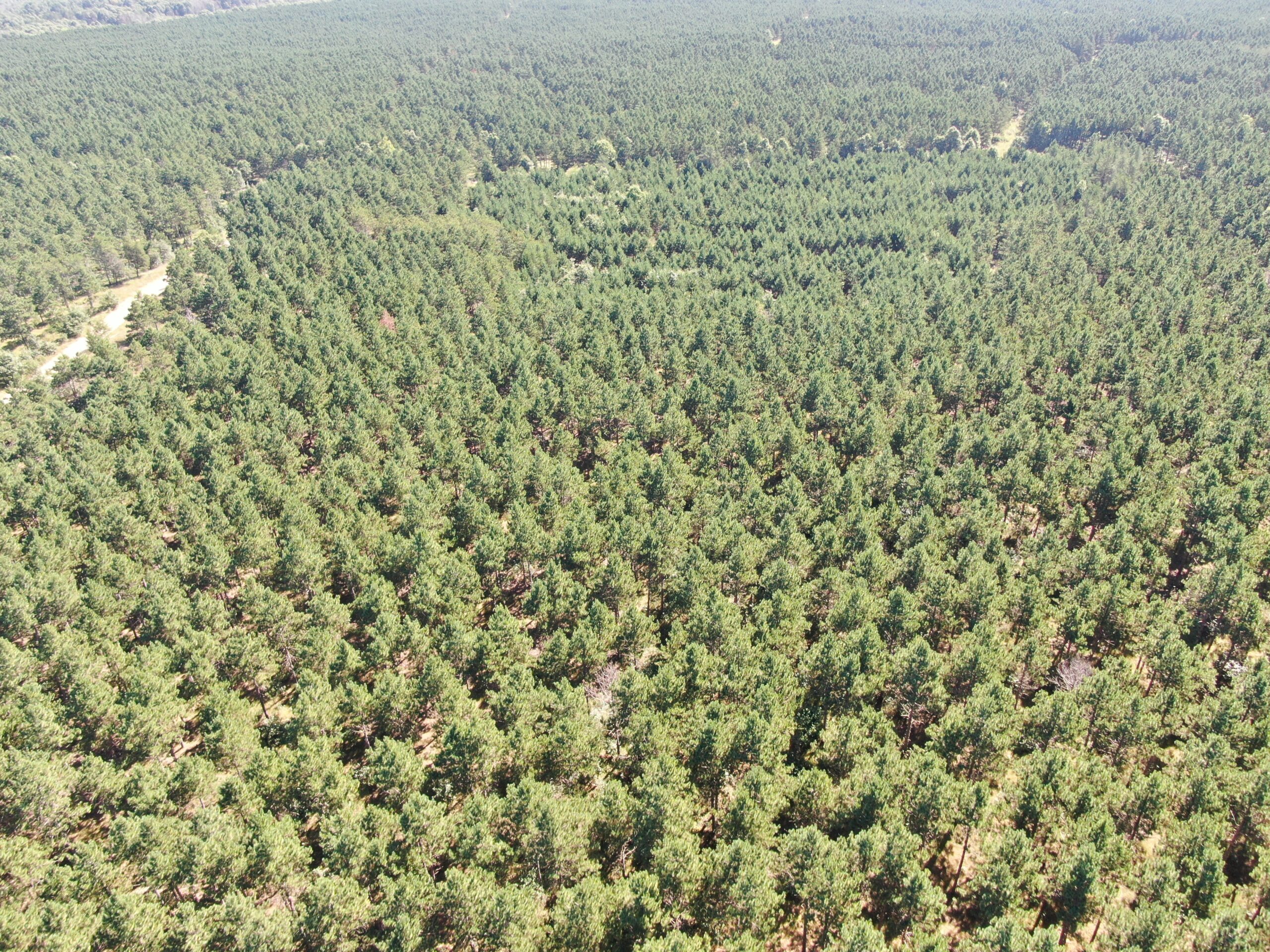 77-acre timber tract in the Town of Rome